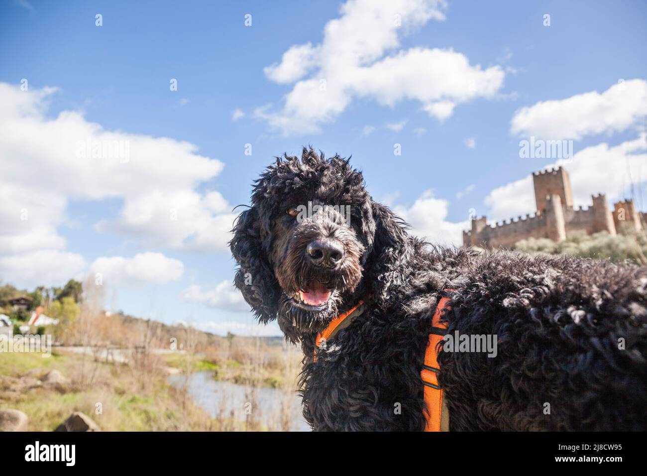 Vue depuis les rives du fleuve Tajo vers le château d'Almourol, situé au milieu d'une île avec un chien d'eau portugais en face Banque D'Images