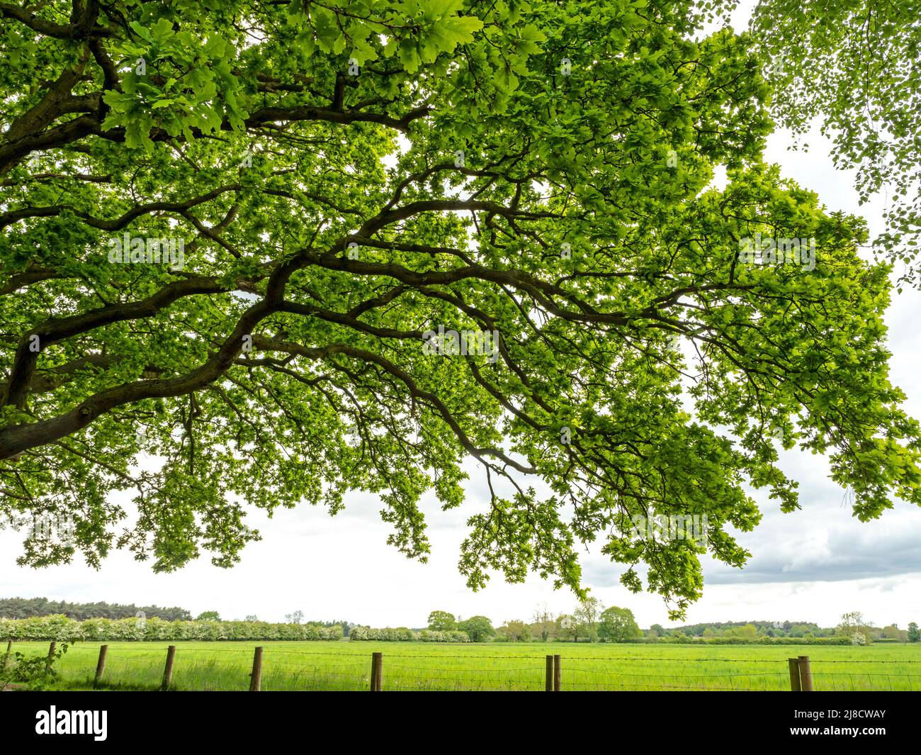 Branches d'un magnifique chêne avec des feuilles de printemps fraîches Banque D'Images