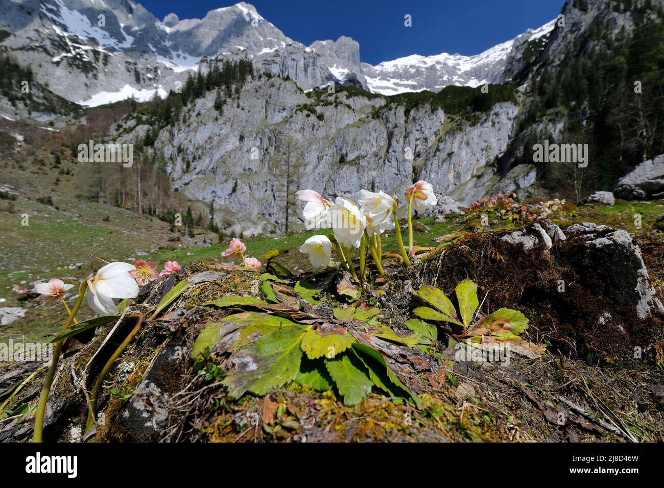 Roses des neiges dans les Alpes de Styrie, parc national de Gesäuse, Autriche Banque D'Images