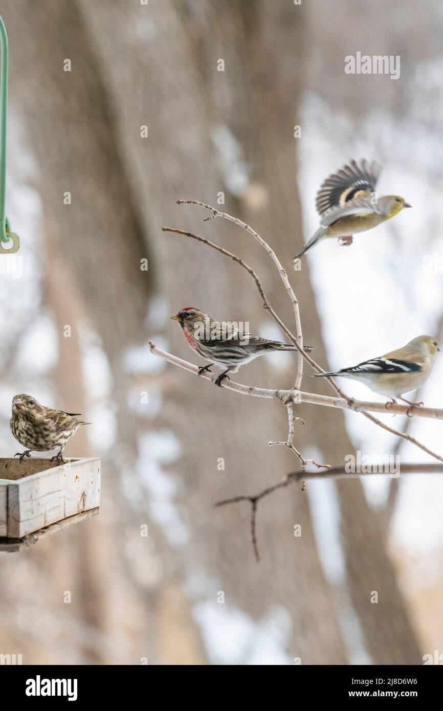 Oiseaux à la mangeoire en compétition pour la nourriture, la batte, la lutte, la mangeoire d'oiseaux d'hiver Banque D'Images