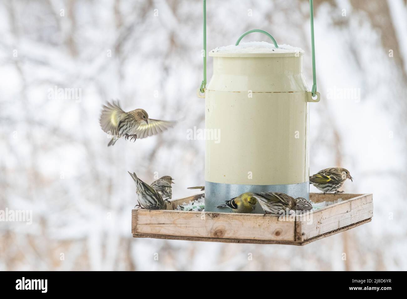 Redpoll, Pine Siskin, oiseaux à la mangeoire en compétition pour la nourriture, la batte, la lutte, la mangeoire d'oiseaux d'hiver Banque D'Images