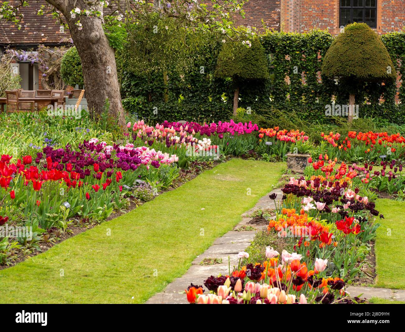 Chenies Manor Garden. Le jardin en contrebas de tulipe borde de beaucoup de variétés vibrantes plantées en groupes.sous le pommier Bramley par le trelis de lierre. Banque D'Images