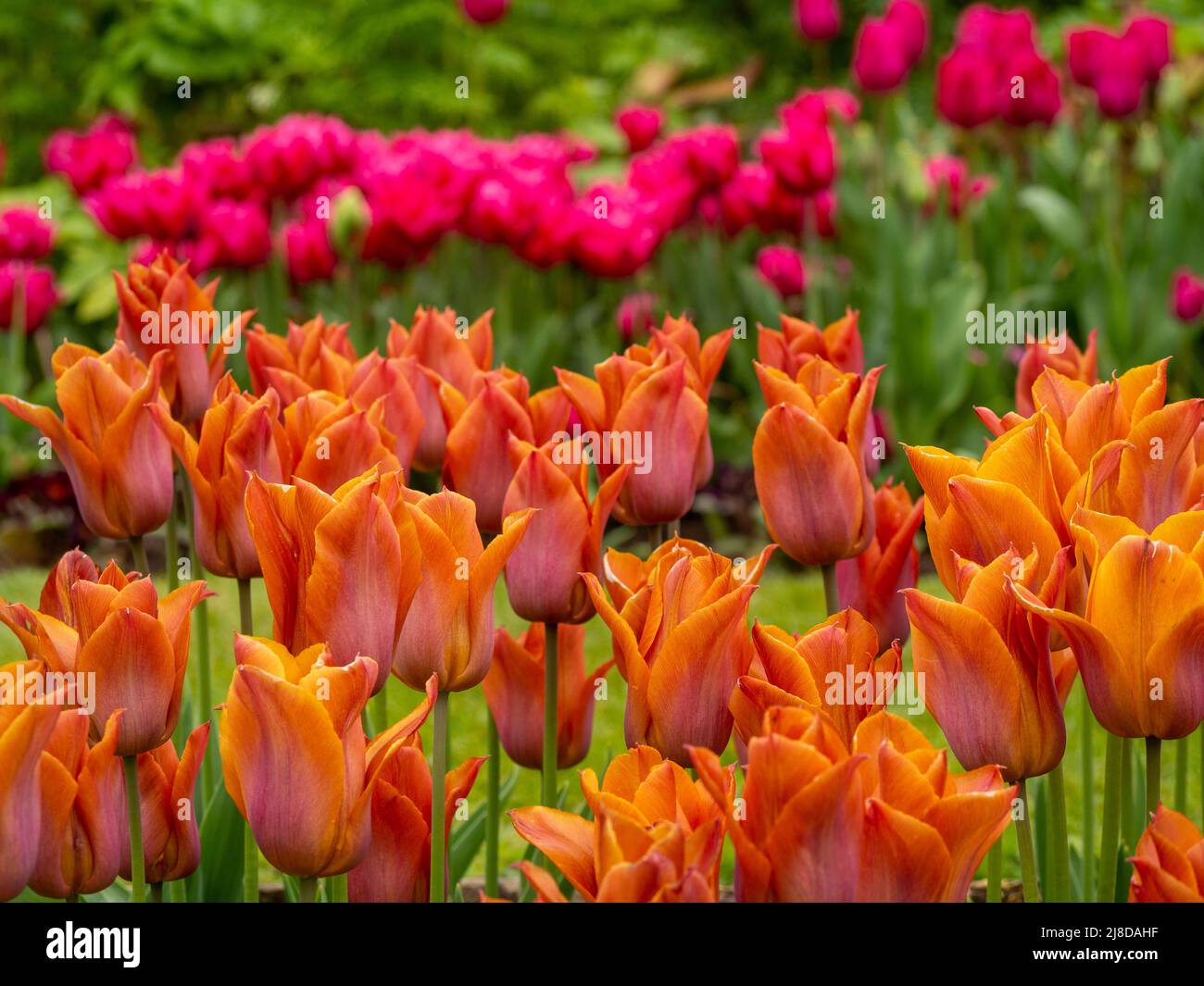 Chenies Manor Garden rangées de variétés de tulipes. Tulipa 'Chato', Tulipa 'Cairo' en couches dans le jardin en contrebas. Nuances de rose et d'orange. Banque D'Images