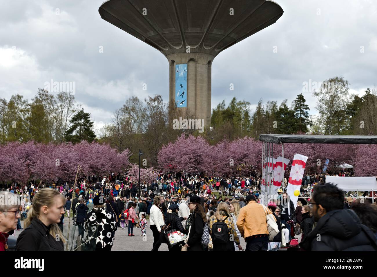 Festival de hanami au parc de cerisiers de Roihuvuori à Helsinki, Finlande 2022 Banque D'Images