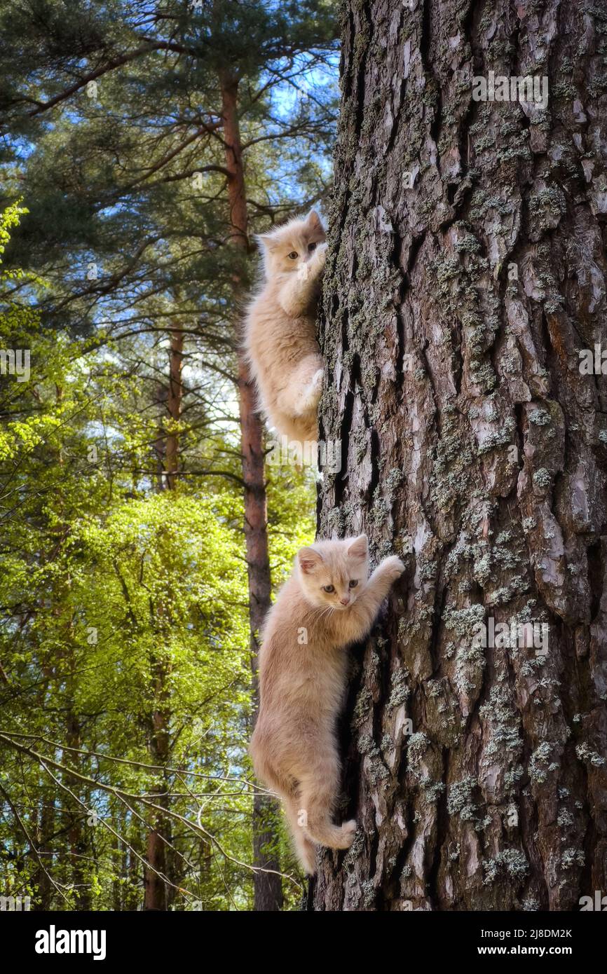 Deux chatons au gingembre sur un tronc d'arbre Banque D'Images