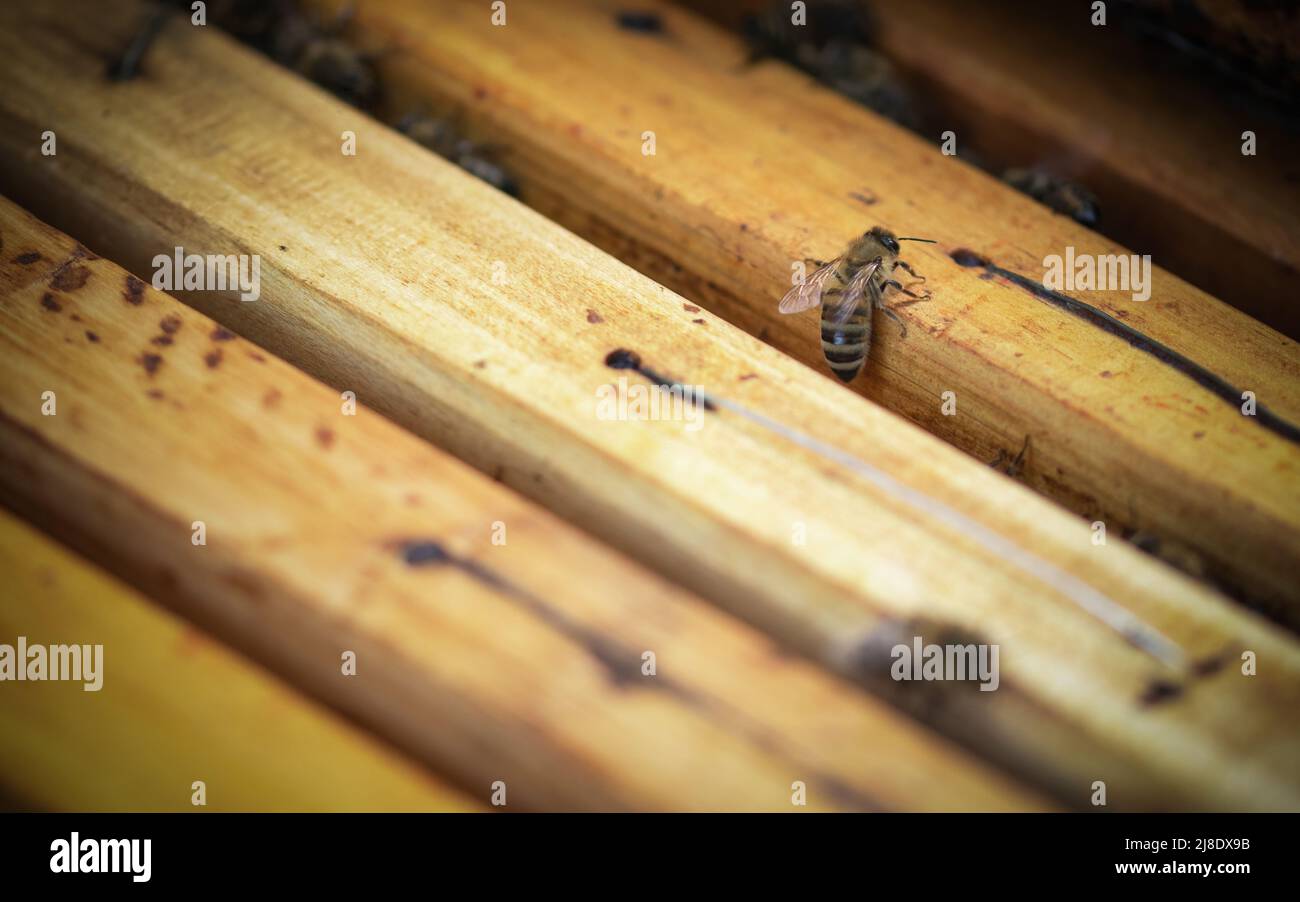 Une abeille sur un cadre en bois dans une ruche. Vue rapprochée. Banque D'Images