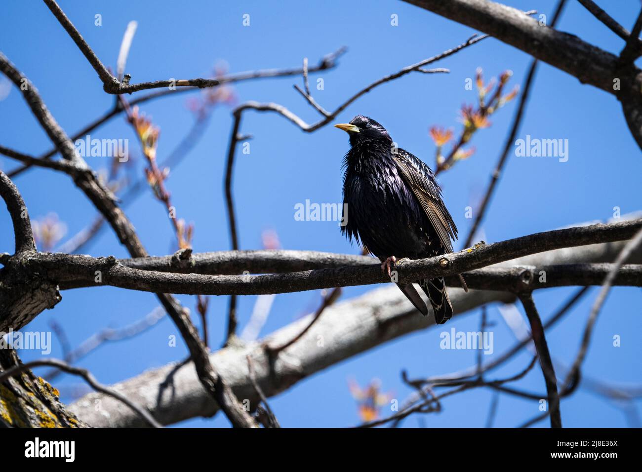 Étoilé européenne perchée sur une branche au sommet d'un arbre. Banque D'Images
