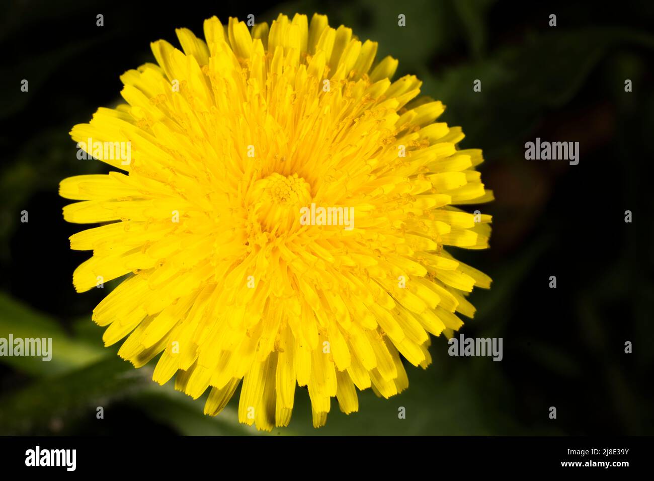 Pissenlit jaune dans le champ au printemps Banque D'Images