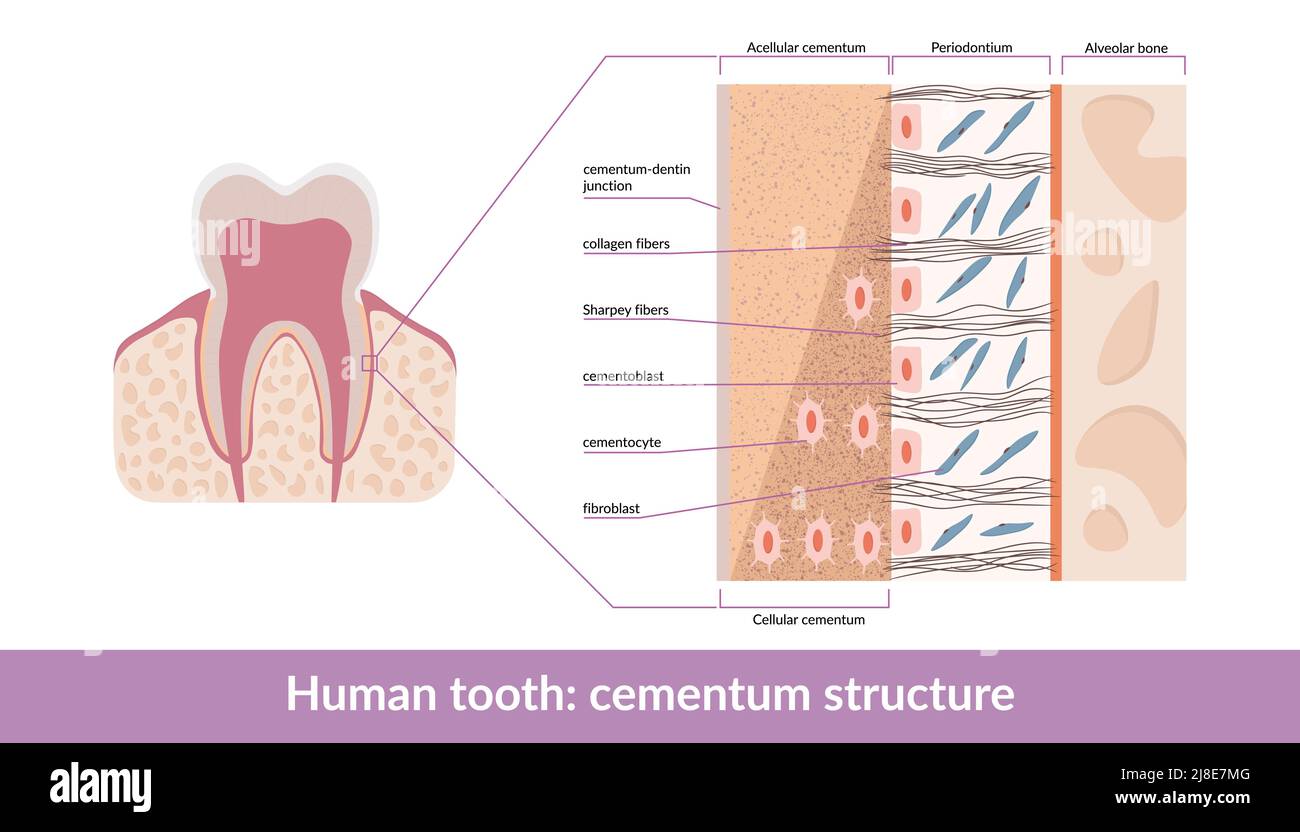 Schéma détaillé de la structure du cétum des dents humaines, y compris le cétum acellulaire et cellulaire, les fibres, les clémentoblastes et les fibroblastes Illustration de Vecteur