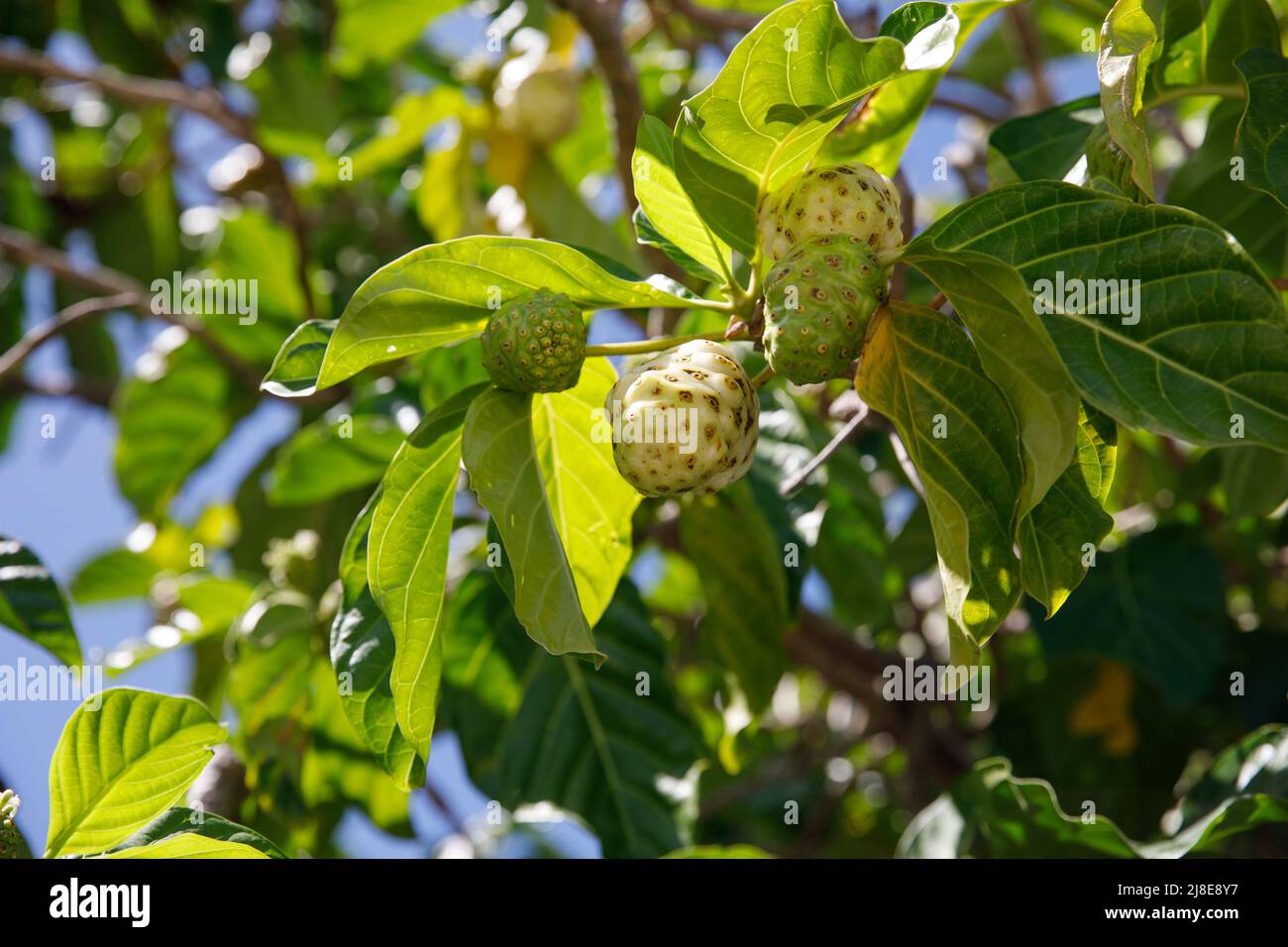 Arbre Noni, Morinda citrifolia. Un fruit médicinal aux propriétés uniques. Banque D'Images