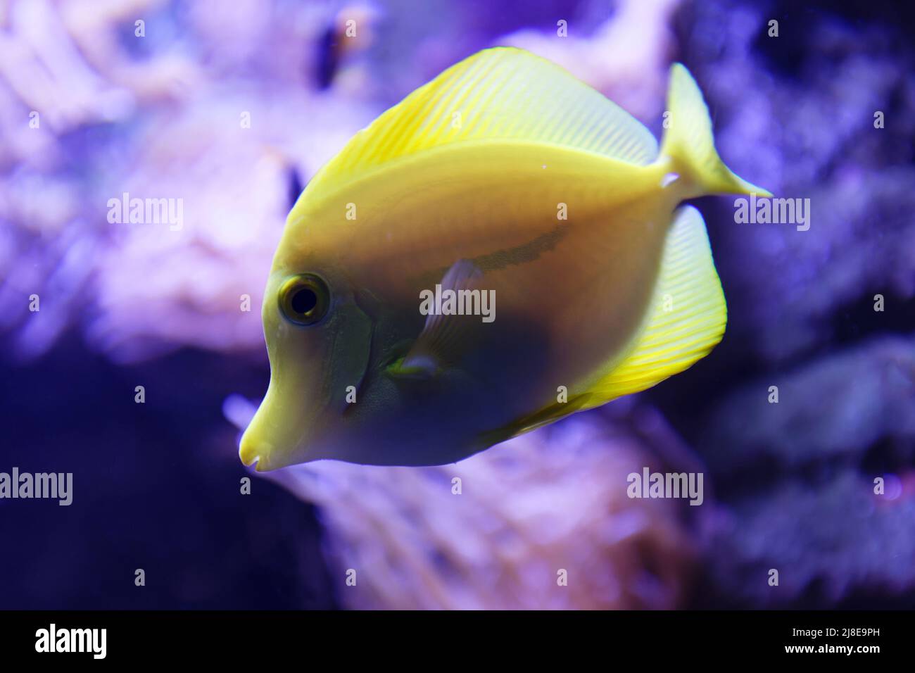 Le tang jaune est un poisson d'eau salée de la famille des Acanthuridae. C'est un poisson d'aquarium populaire. Banque D'Images