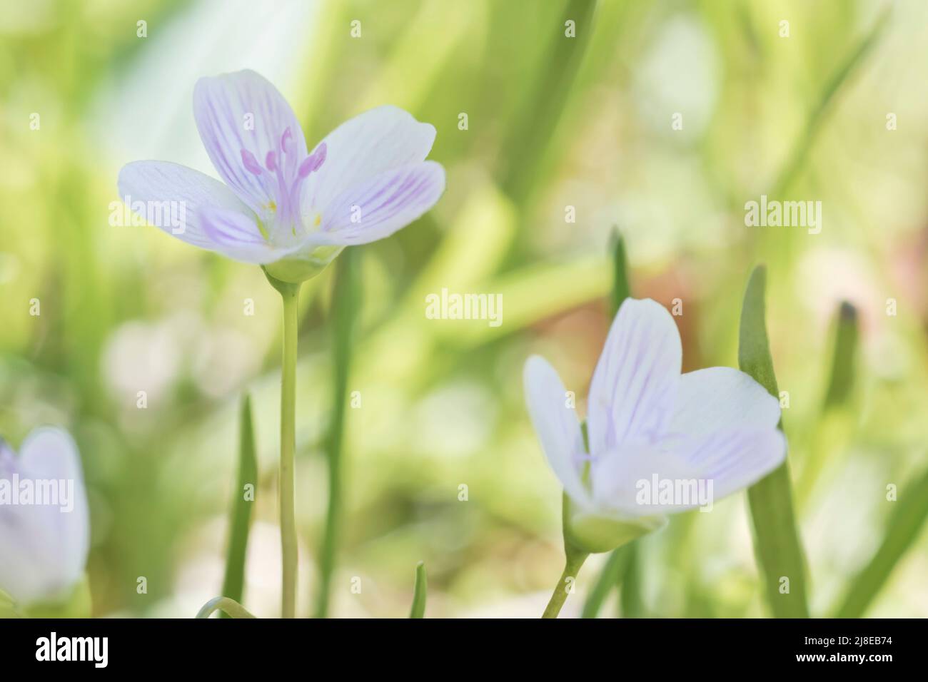 Claytonia, petite fleur blanche aux rayures violettes qui fleurit au printemps Banque D'Images