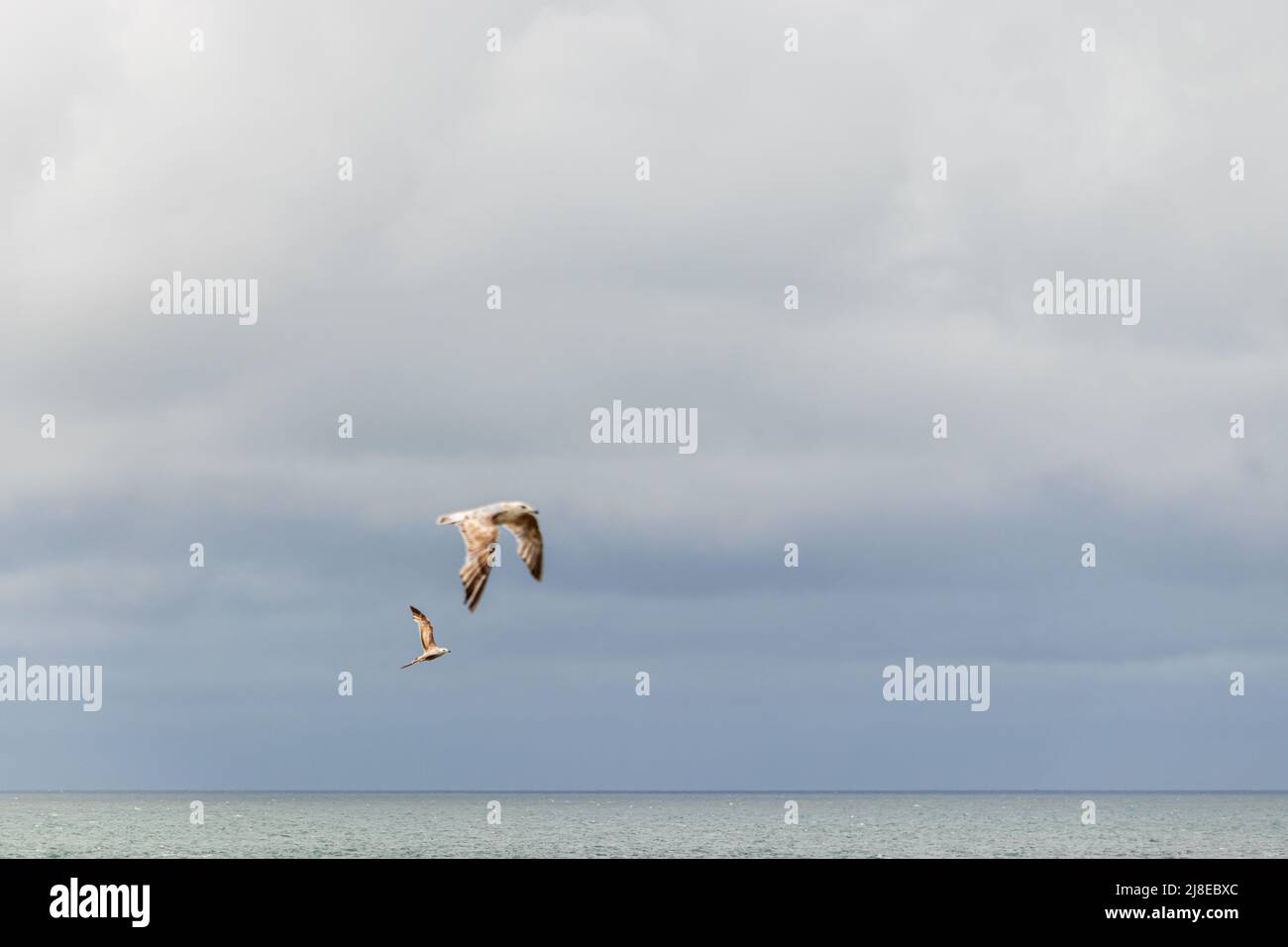 Mouette par la mer Banque D'Images