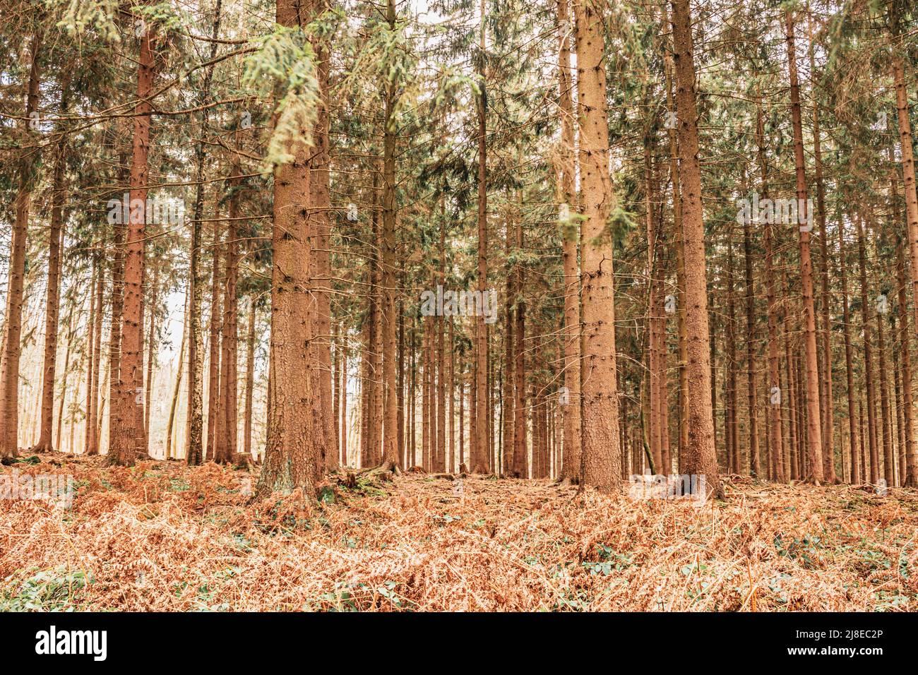 paysage forestier allemand de l'eifel à la fin de l'hiver Banque D'Images