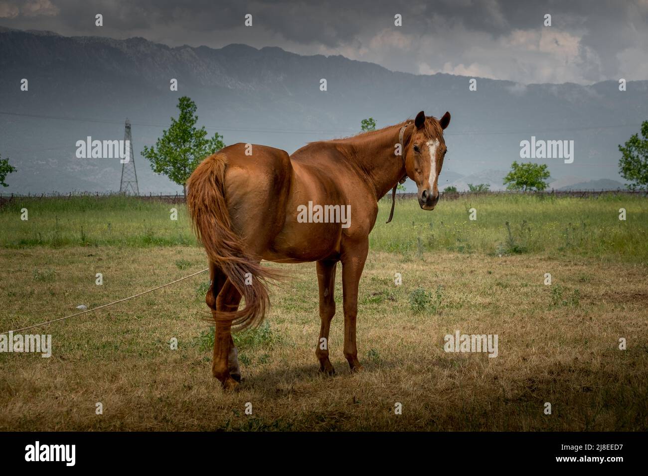 Un beau cheval brun dans un champ Banque D'Images