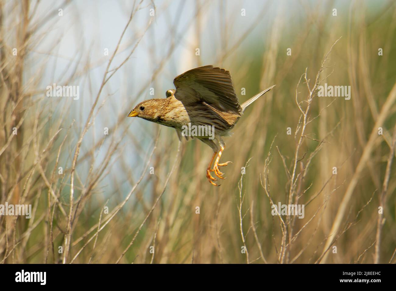 Banderole de maïs - Emberiza calandra sur la branche avec fond blanc, oiseau de passereau dans la famille des emberizidae, oiseau commun brun chantant sur t Banque D'Images