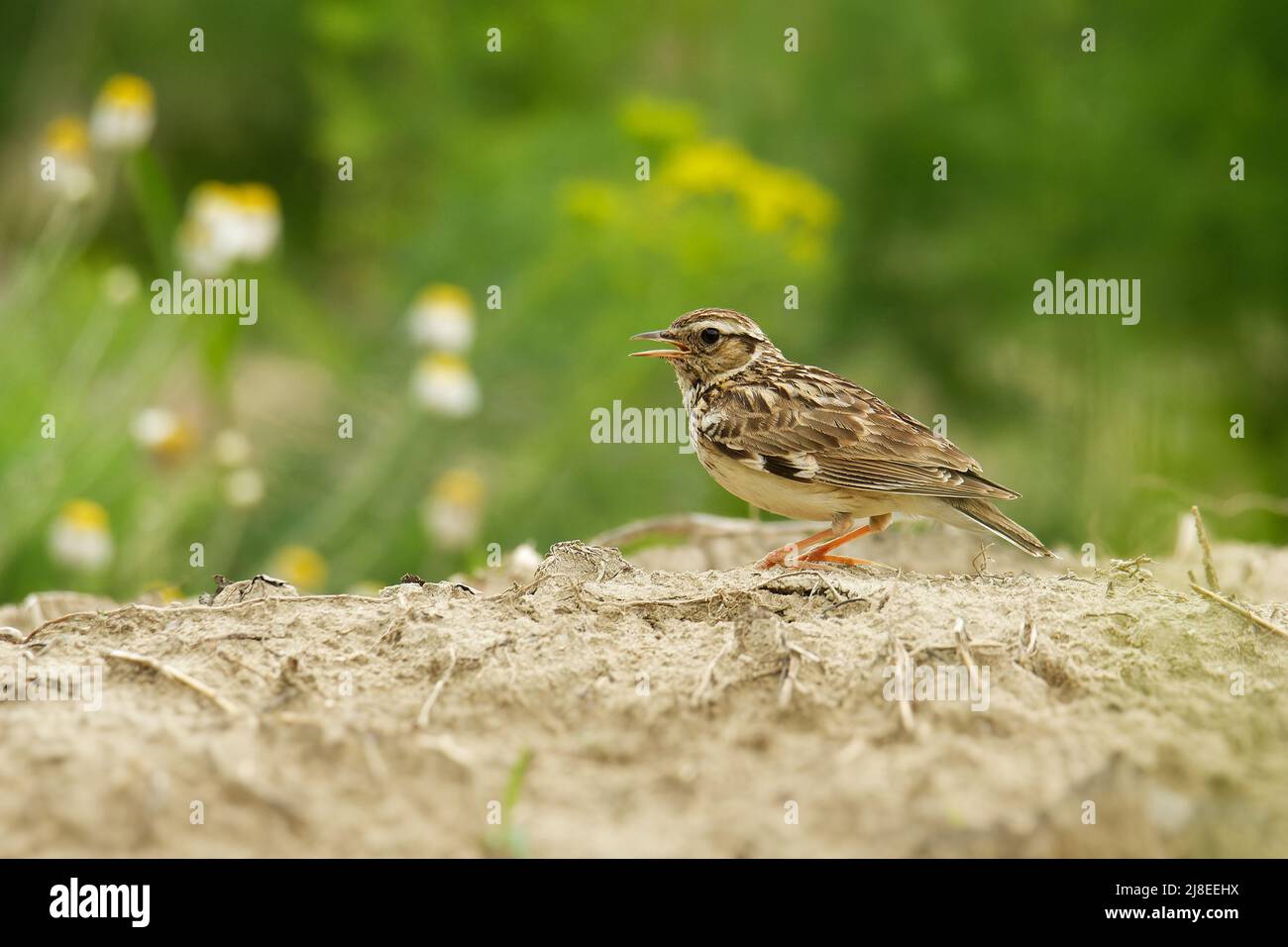 Lark du bois - Lullula arborea oiseau à cragoût brun sur la prairie (pâturages), le genre de larche Lullula, trouvé dans la plupart de l'Europe, le Moyen-Orient, l'Asie occidentale Banque D'Images
