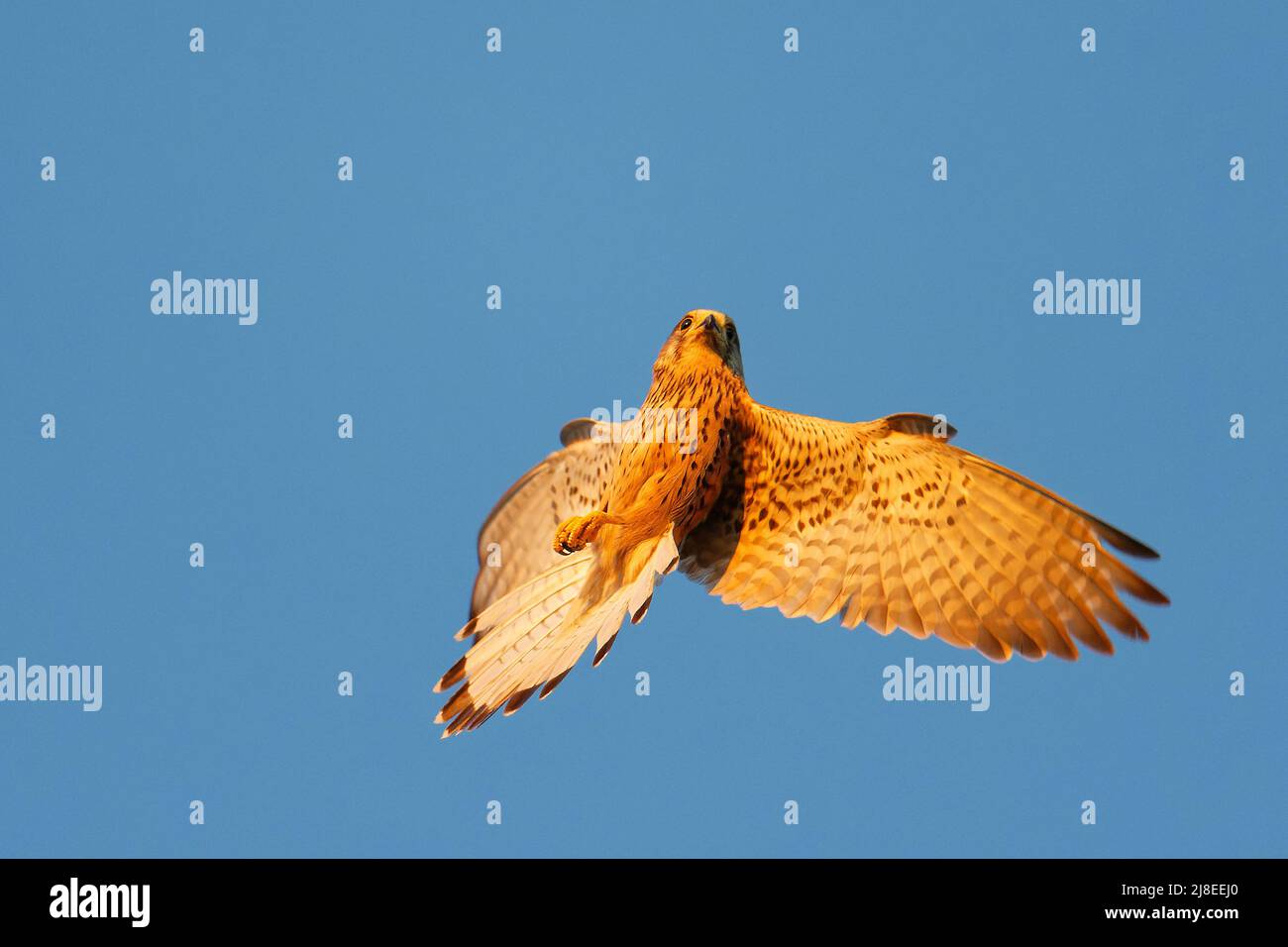 Kestrel eurasien - Falco tinnunculus petit oiseau européen de proie volant acrobatique sur le ciel bleu, ailes ouvertes et bec, fond bleu, coucher de soleil ou soleil Banque D'Images