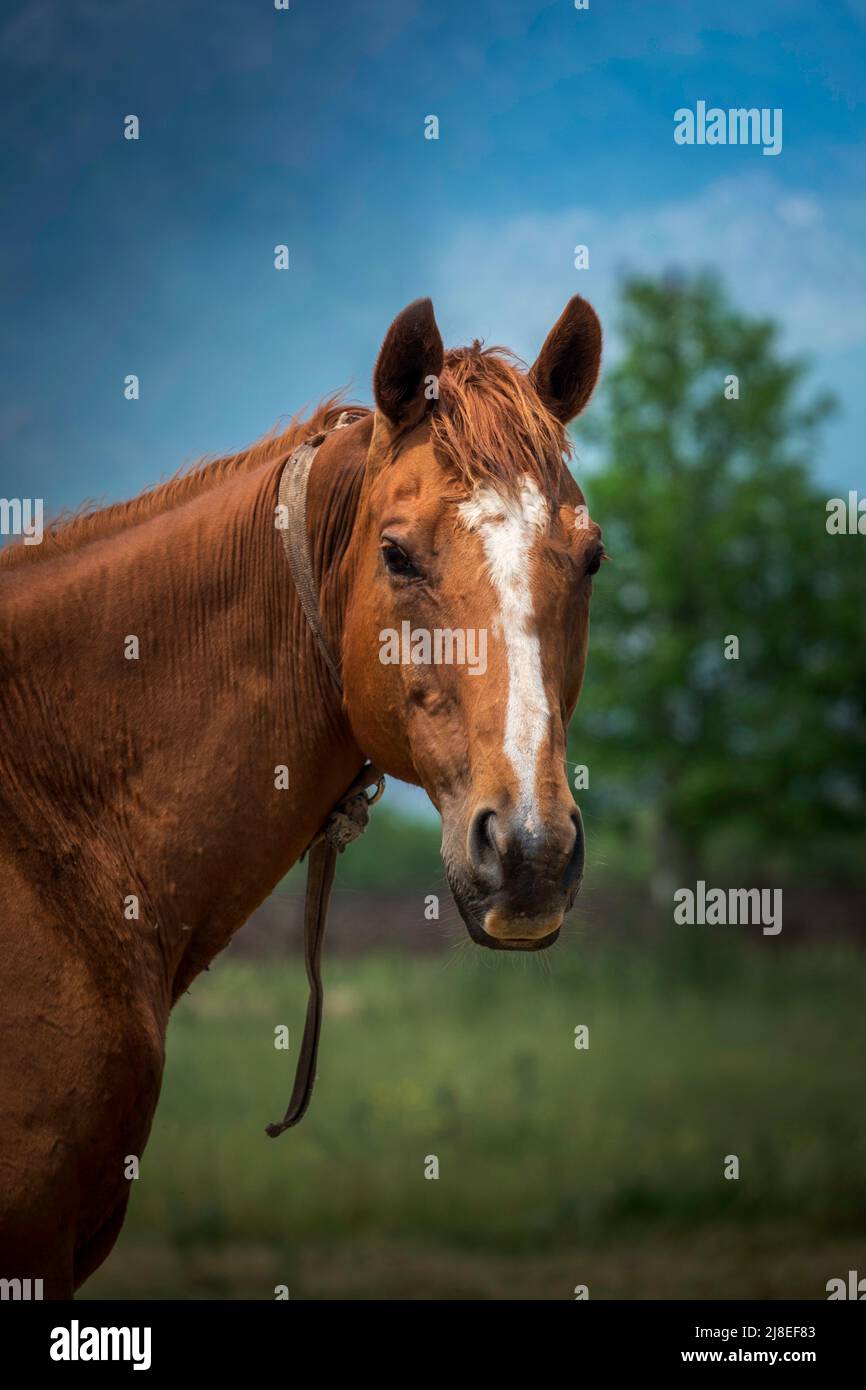Un beau cheval brun dans un champ Banque D'Images