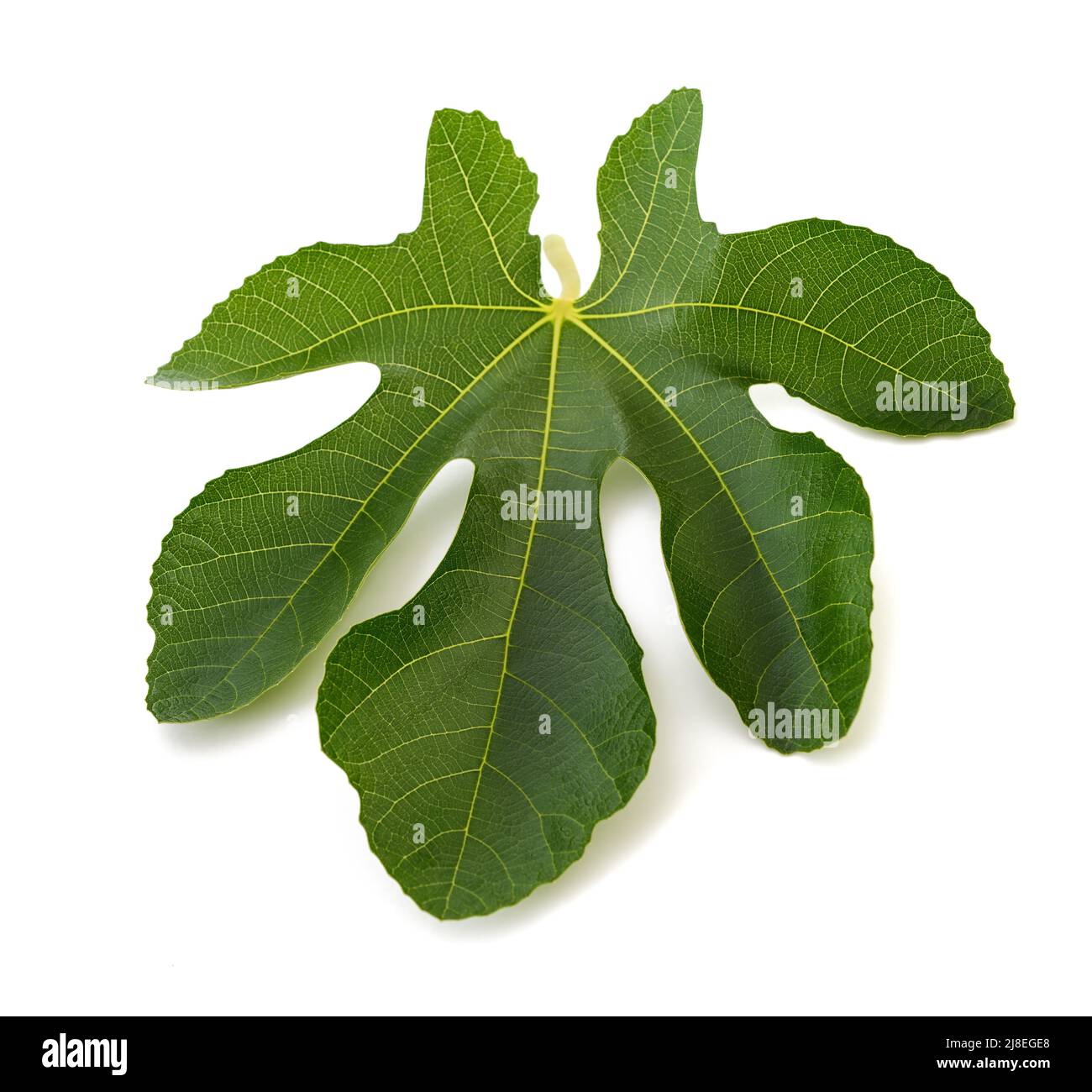 Fig leaf isolé sur fond blanc Banque D'Images
