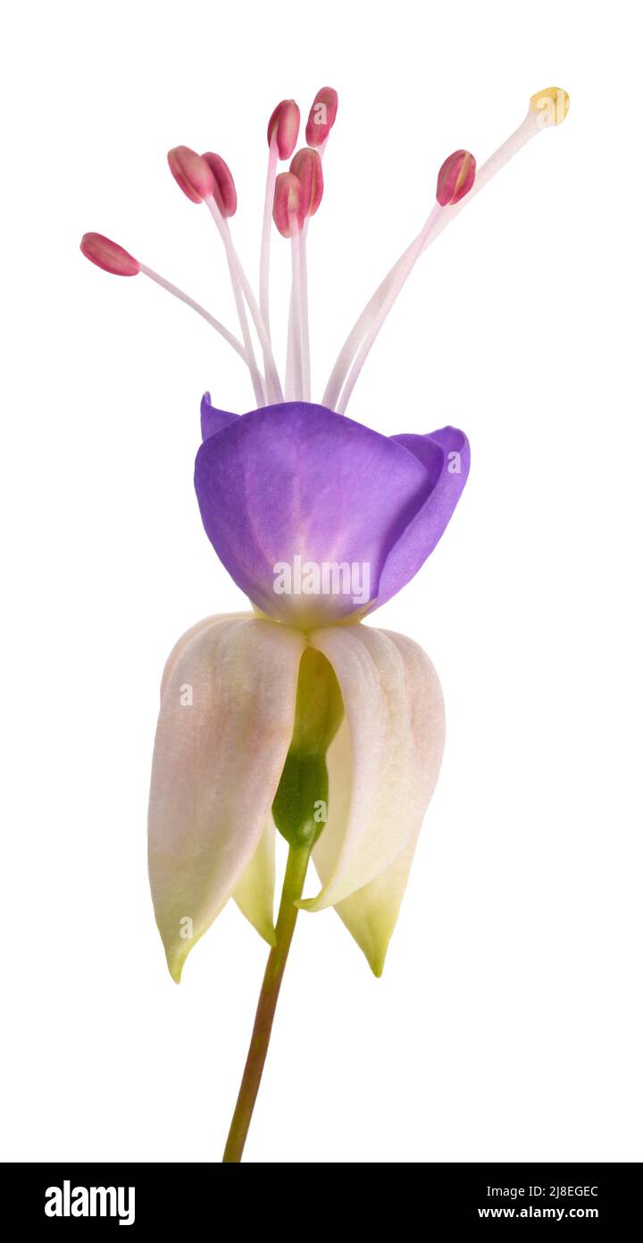 Fleur de fuchsia isolée sur fond blanc Banque D'Images
