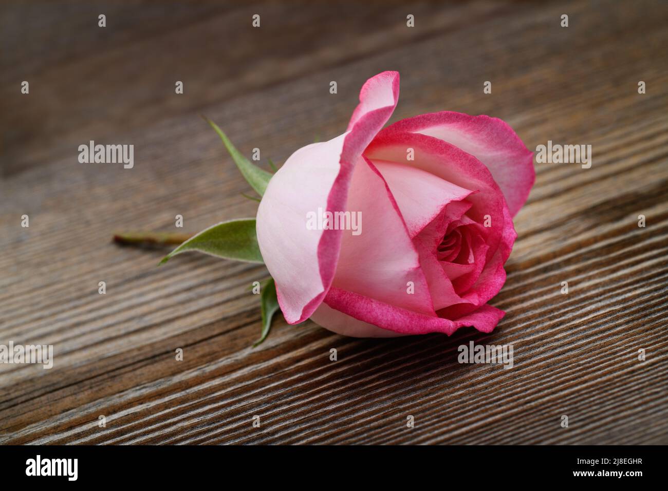 Fleur rose sur fond de bois Banque D'Images