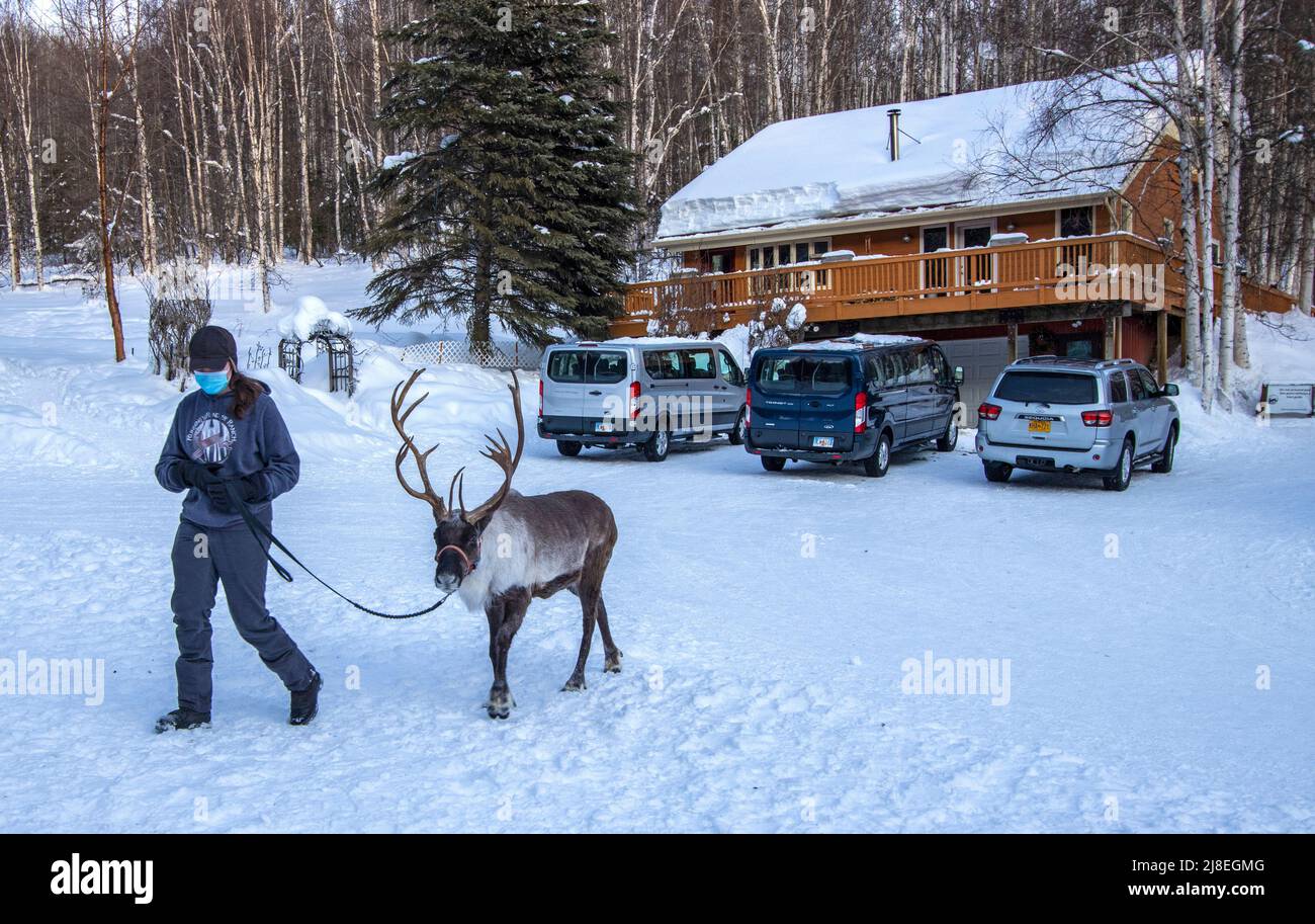Un guide conduit les rennes pour une promenade dans les bois avec les visiteurs au ranch de rennes en course à pied, à l'extérieur de Fairbanks, en Alaska. Banque D'Images