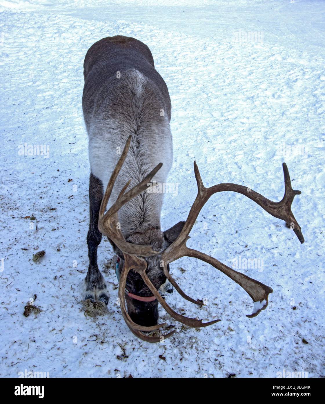 Les grignoteuses de rennes sont en mousse de la terre en forêt. Vue lors d'une visite guidée à pied du ranch Running Reindeer Ranch, à l'extérieur de Fairbanks, en Alaska. Banque D'Images