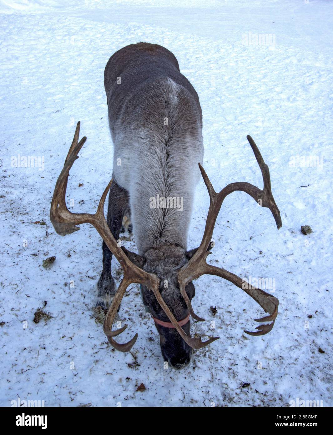 Les grignoteuses de rennes sont en mousse de la terre en forêt. Vue lors d'une visite guidée à pied du ranch Running Reindeer Ranch, à l'extérieur de Fairbanks, en Alaska. Banque D'Images