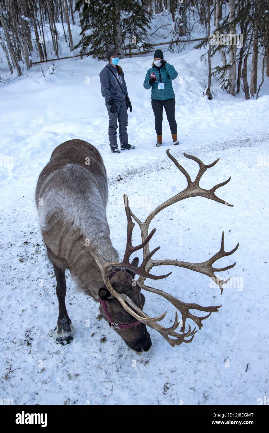 Les grignoteuses de rennes sont en mousse de la terre en forêt. Vue lors d'une visite guidée à pied du ranch Running Reindeer Ranch, à l'extérieur de Fairbanks, en Alaska. Banque D'Images
