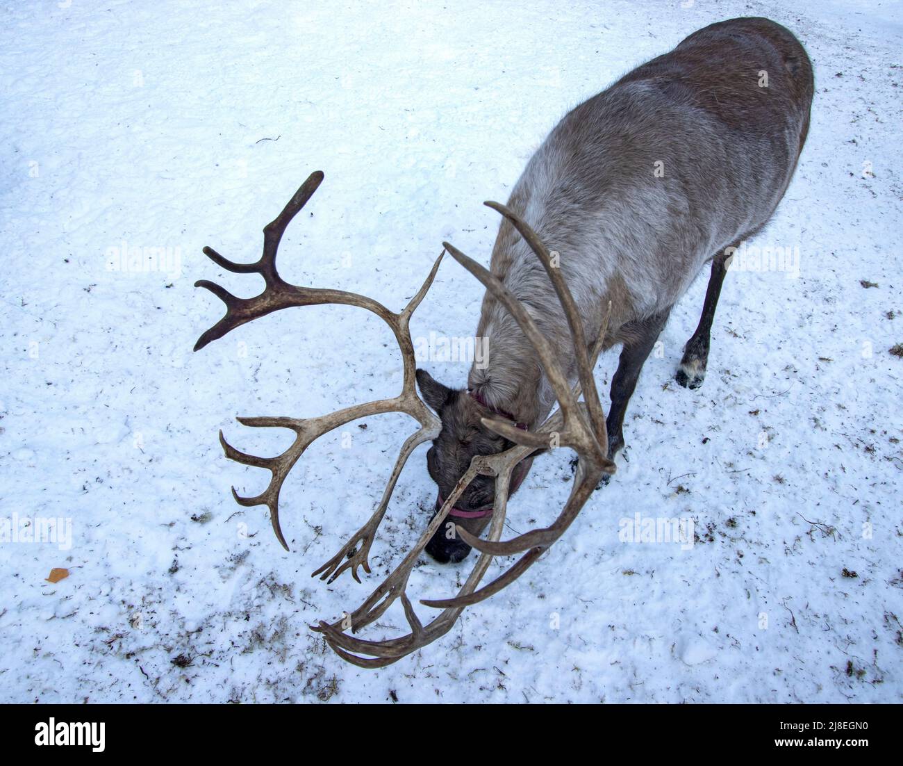 Les grignoteuses de rennes sont en mousse de la terre en forêt. Vue lors d'une visite guidée à pied du ranch Running Reindeer Ranch, à l'extérieur de Fairbanks, en Alaska. Banque D'Images