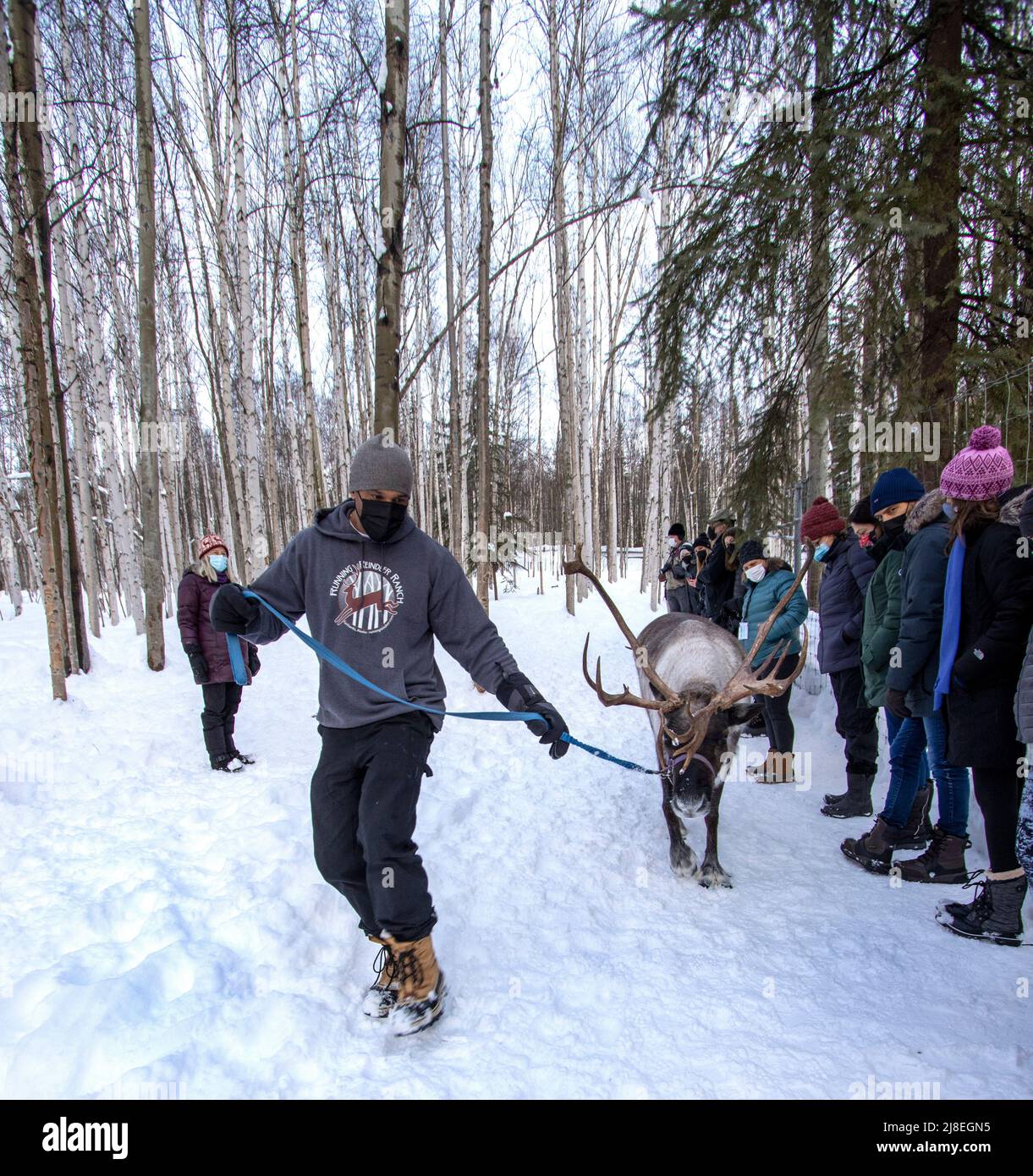 Le guide mène le renne le long d'une ligne de visiteurs juste avant que les rennes marchent au ranch de rennes en course, à l'extérieur de Fairbanks, en Alaska. Banque D'Images