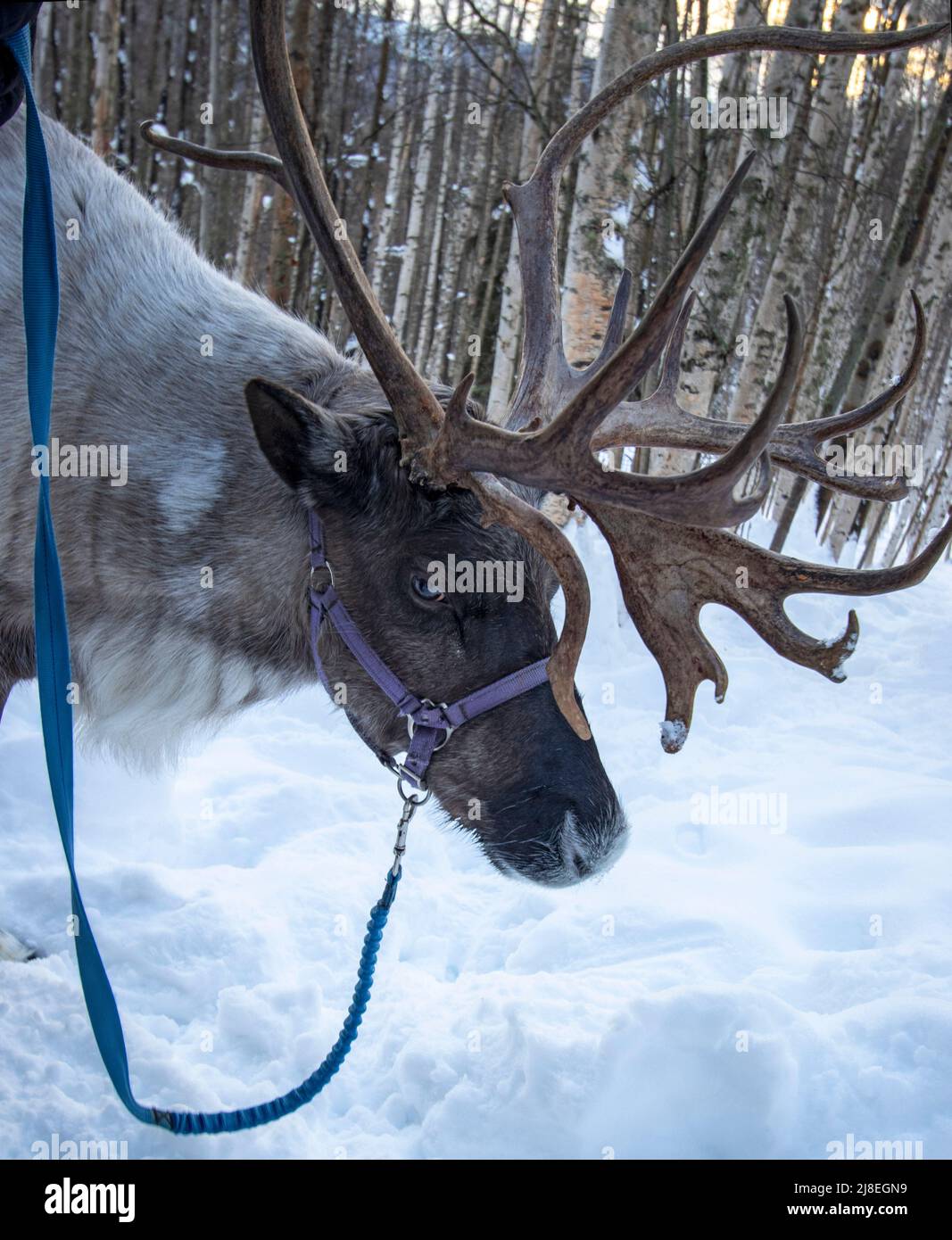 Renne mena pendant une promenade dans les bois au ranch de rennes en course à l'extérieur de Fairbanks, Alaska. Banque D'Images