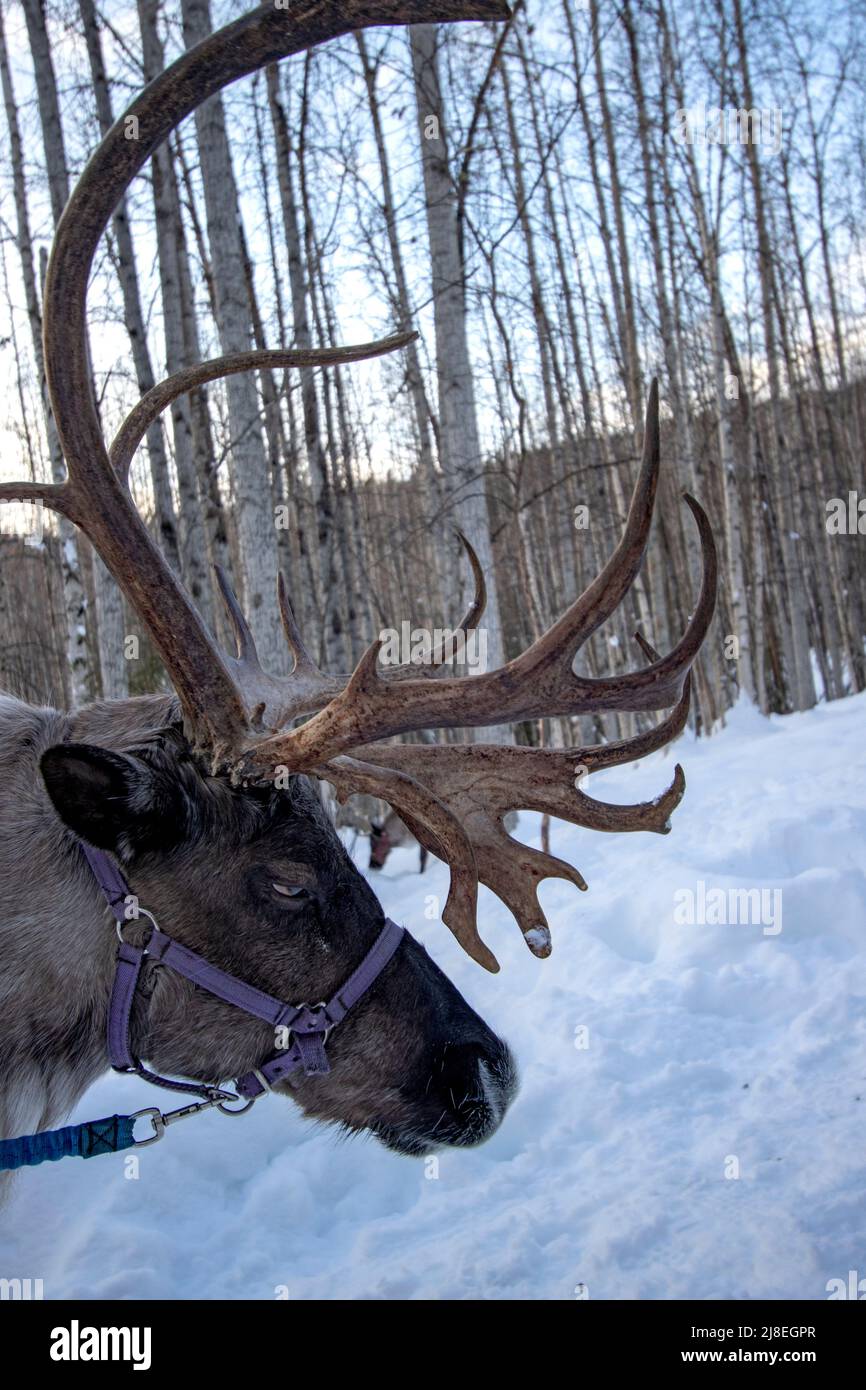 Renne mena pendant une promenade dans les bois au ranch de rennes en course à l'extérieur de Fairbanks, Alaska. Banque D'Images