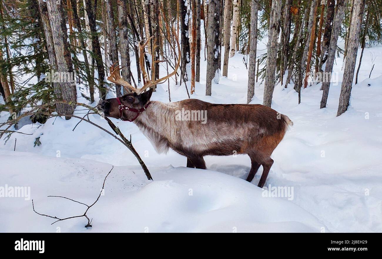 Le caribou grignote de la mousse de la branche dans la forêt à l'extérieur de Fairbanks, en Alaska. Vu lors d'une visite guidée à pied du ranch Running Reindeer. Banque D'Images