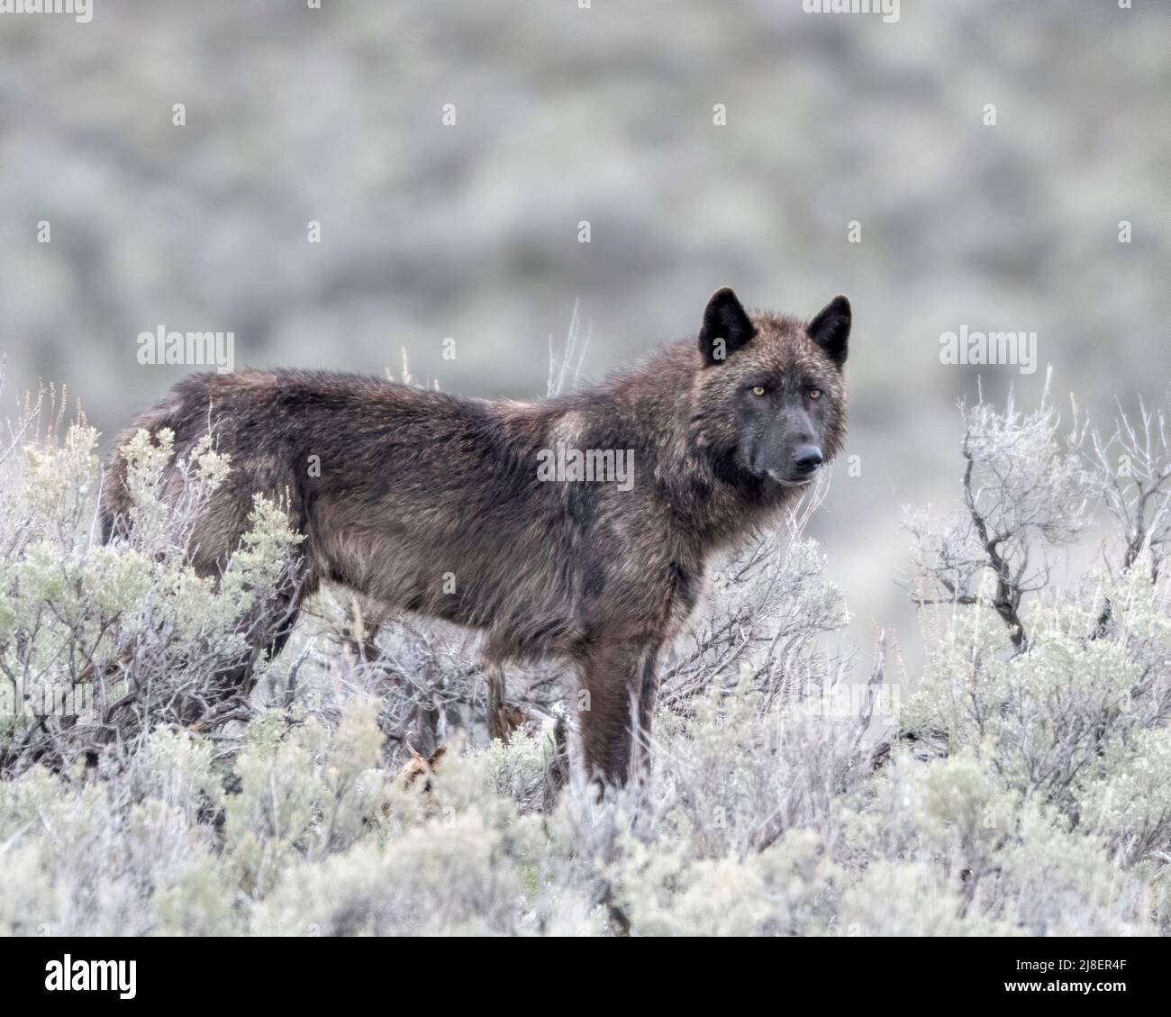 Grey Wolf (Canis lupus) de Junction-Butte Pack, parc national de Yellowstone, Wyoming, États-Unis Banque D'Images