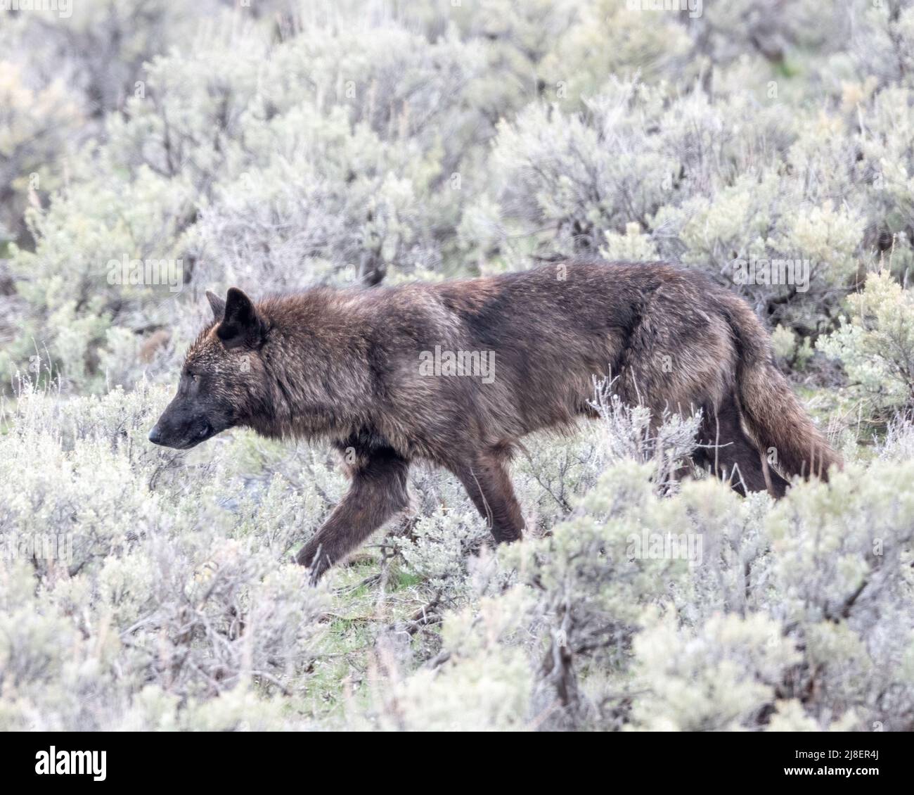Grey Wolf (Canis lupus) de Junction-Butte Pack, parc national de Yellowstone, Wyoming, États-Unis Banque D'Images