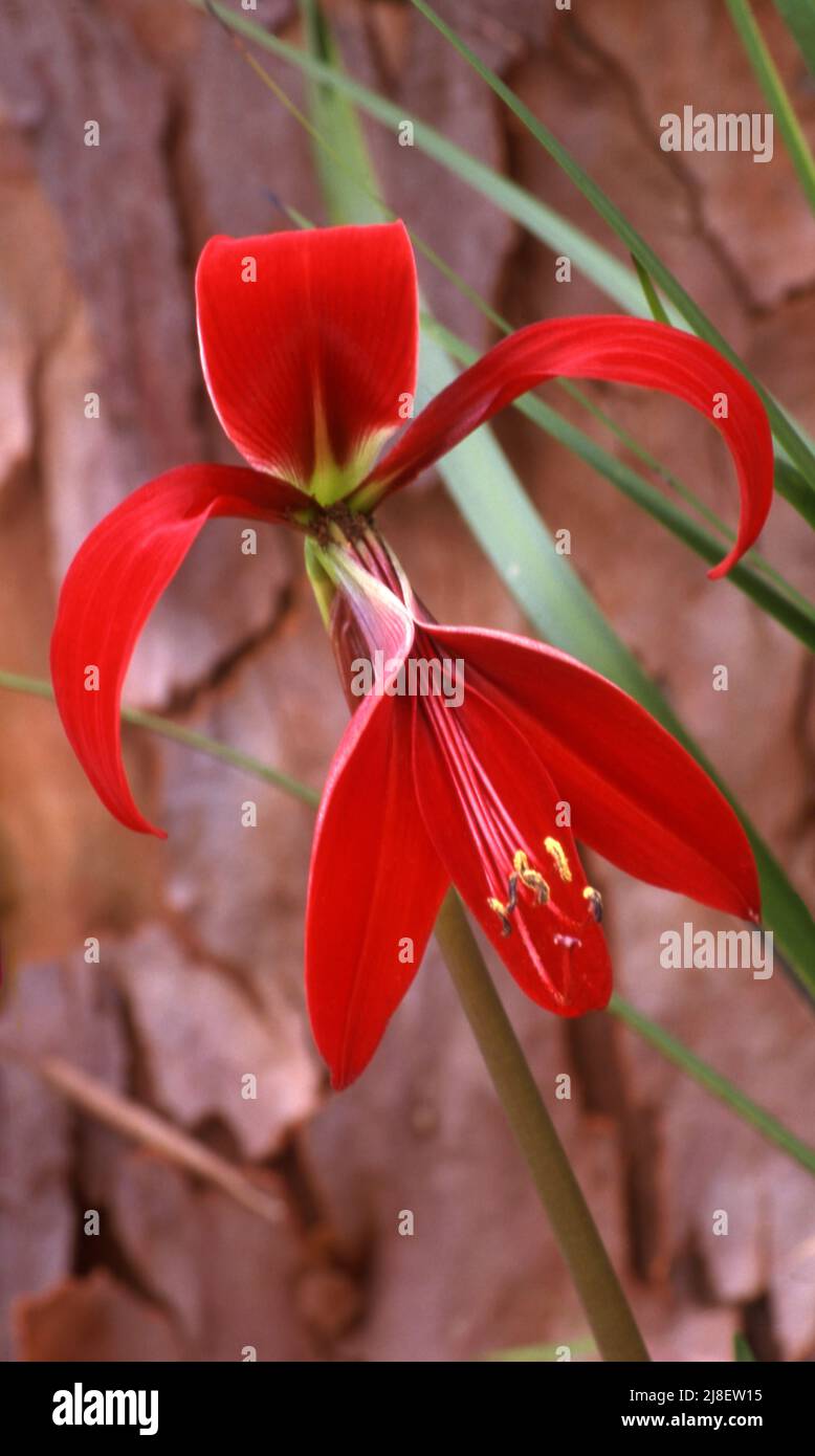 LILY DE JACOBEBE (SPREKELIA FORMOSISSIMA) CONNUE SOUS LE NOM DE LILY D'AZTEC Banque D'Images