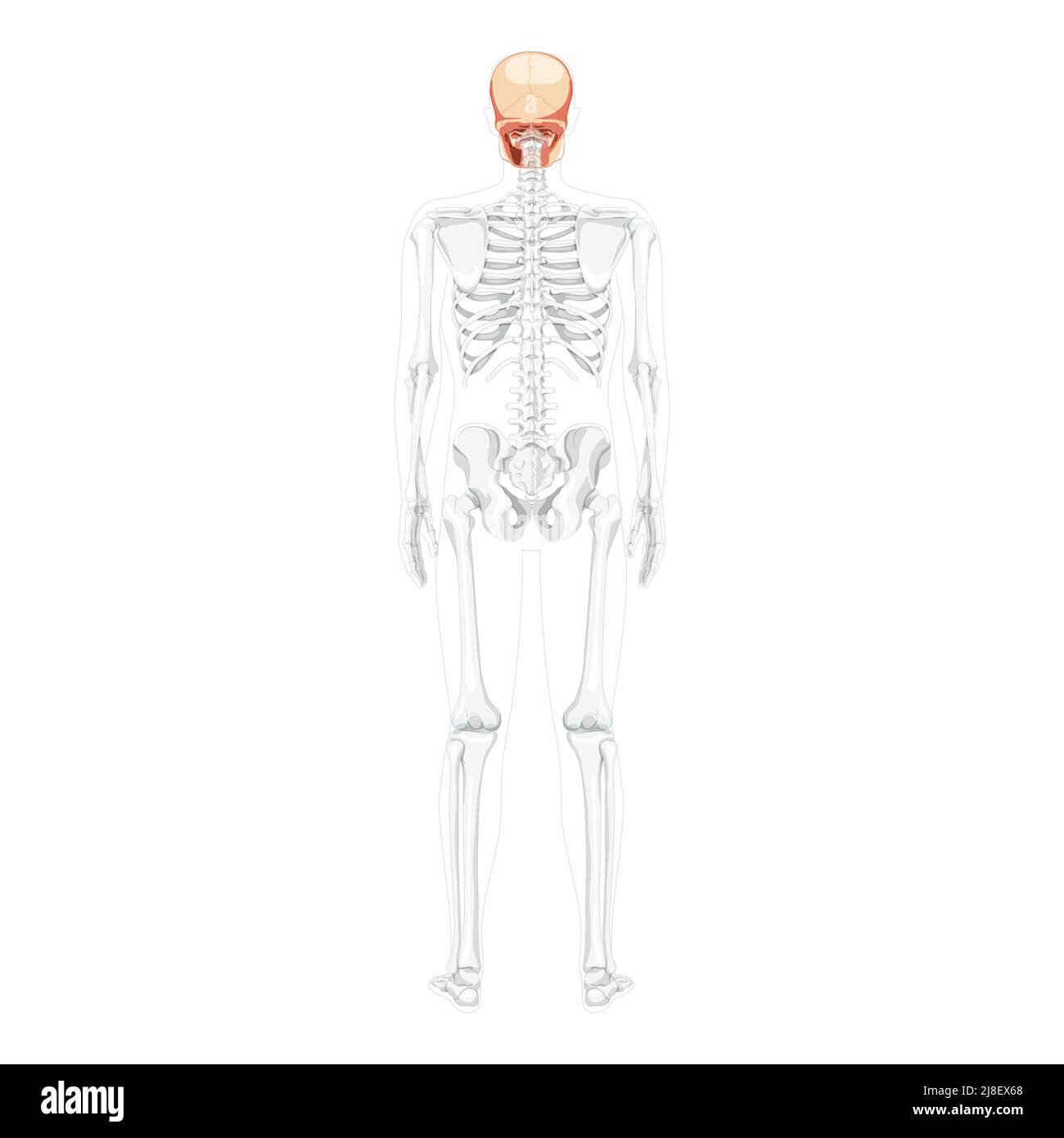 Tête humaine Skull Skeleton vue arrière avec les mains latérales partiellement transparente position du corps. Anatomiquement correct. Modèle réaliste et plat de couleur naturelle illustration vectorielle isolée sur fond blanc Illustration de Vecteur