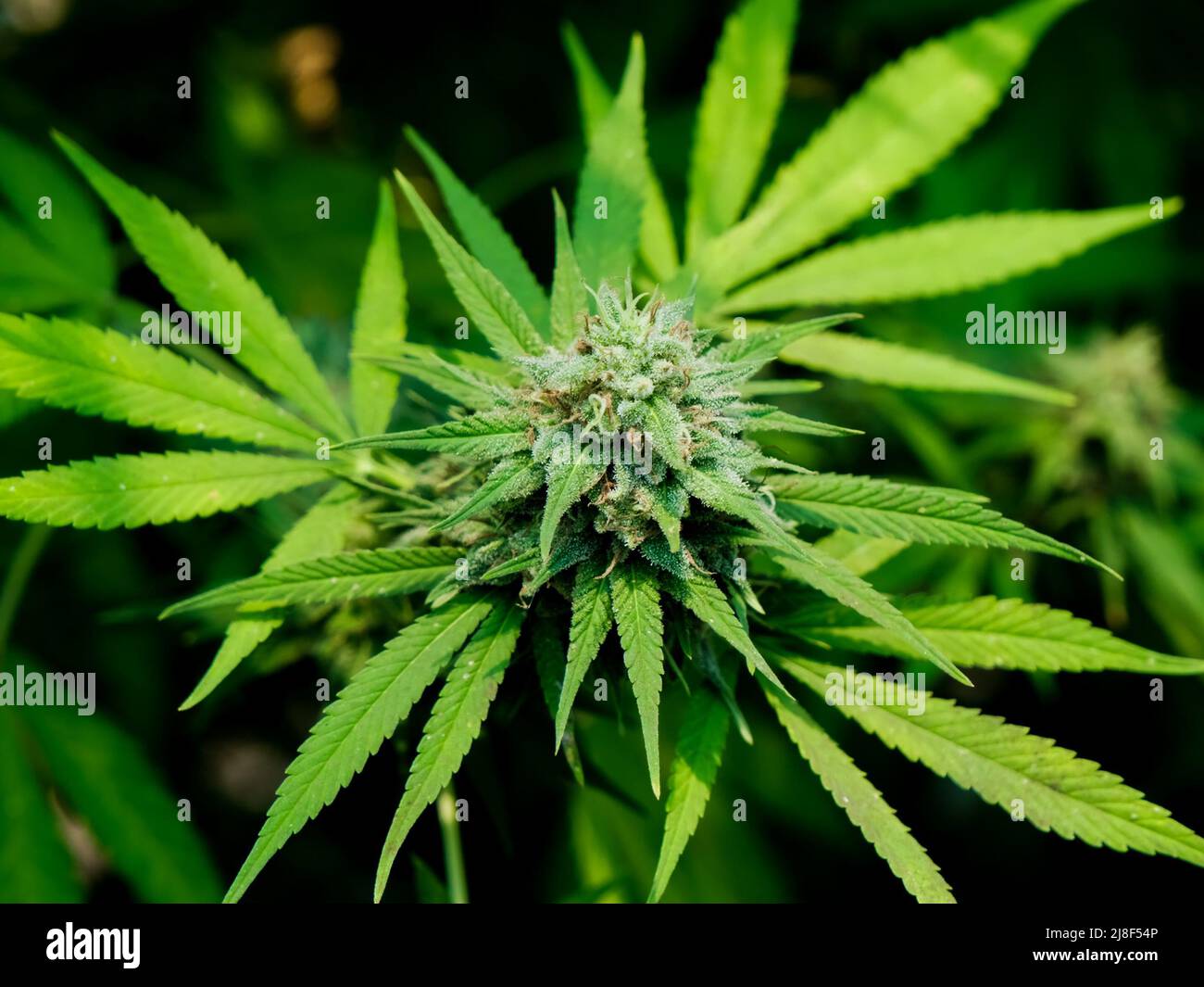 Plantes de cannabis médical cultivées dans des conditions contrôlées dans de grandes serres. Production de plantes médicinales alternatives et d'huile de CBD. Banque D'Images