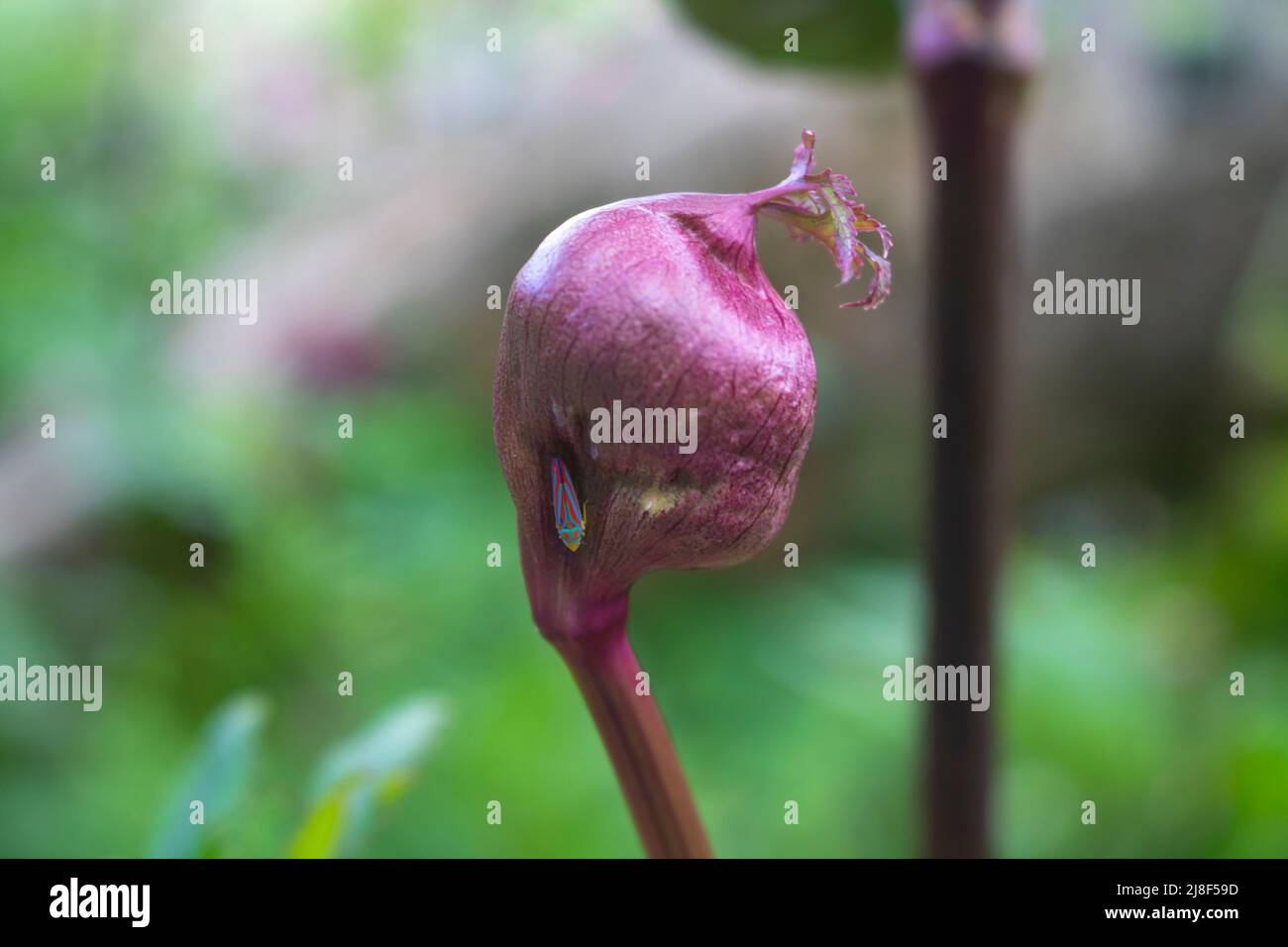 Un bourgeon de fleur sur le point de fleurir et un insecte assis dessus Banque D'Images