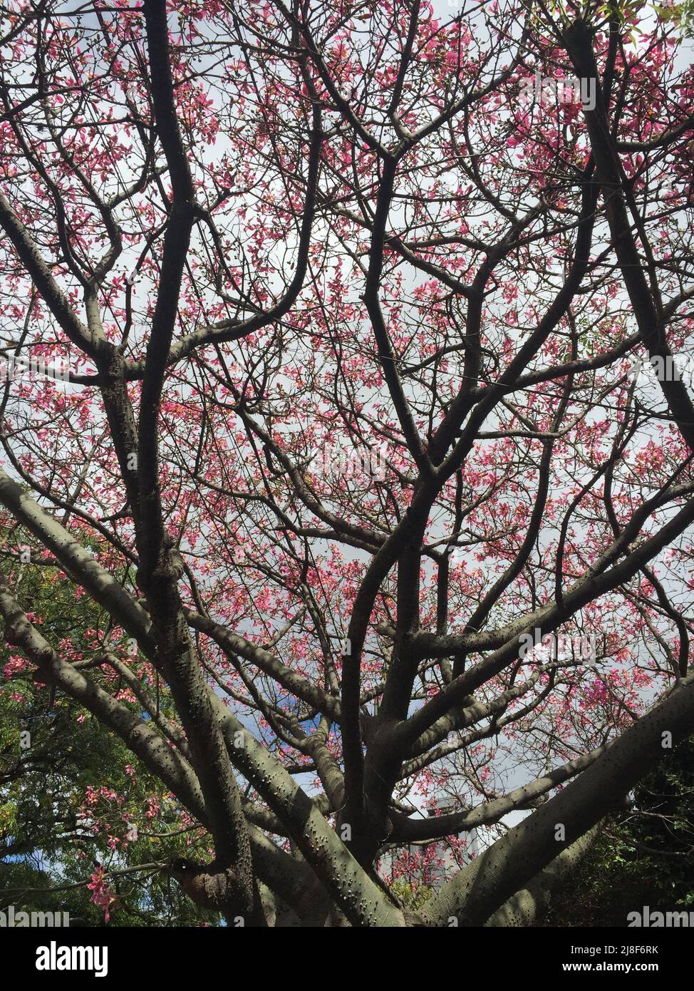 arrière-plan de la nature. Ceiba speciosa fleuri Banque D'Images