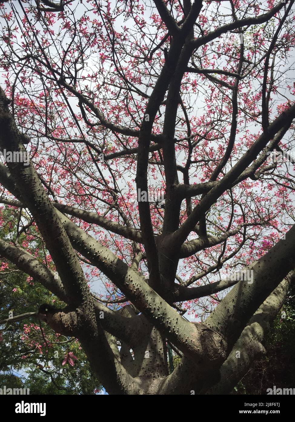 arrière-plan de la nature. Ceiba speciosa fleuri Banque D'Images