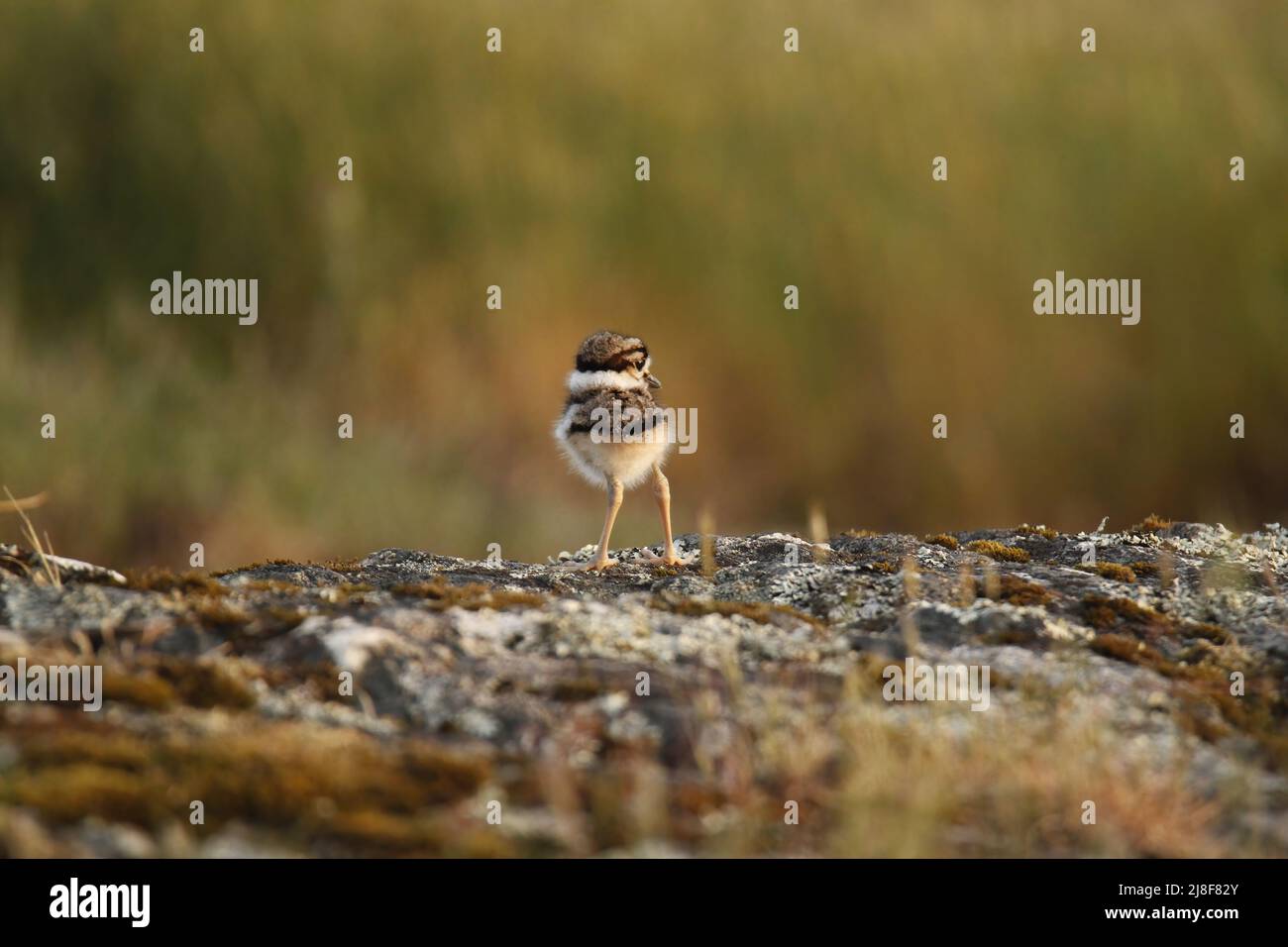 Un seul petit oiseau de rivage de Killdeer (Charadrius vociferus) se tenant sur un sol rocheux et mossy face à l'appareil photo. Prise à Victoria, en Colombie-Britannique, Banque D'Images