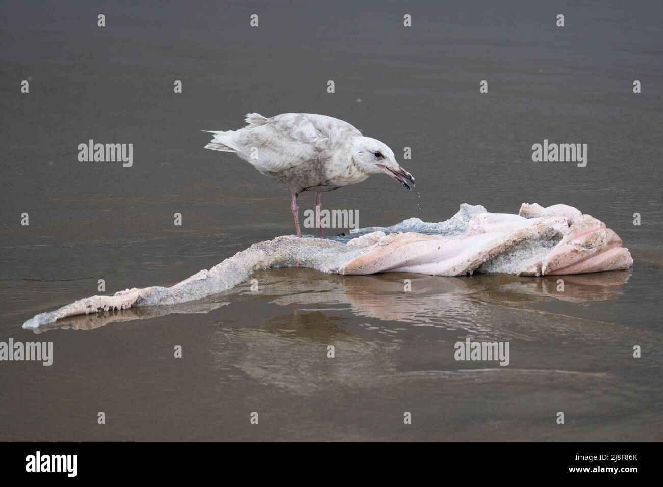 Un guette (éventuellement un guette hybride à ailes de Glaucous x Western alias « olympique ») mange un morceau de baleine morte à Cannon Beach, dans l'Oregon, aux États-Unis. Banque D'Images