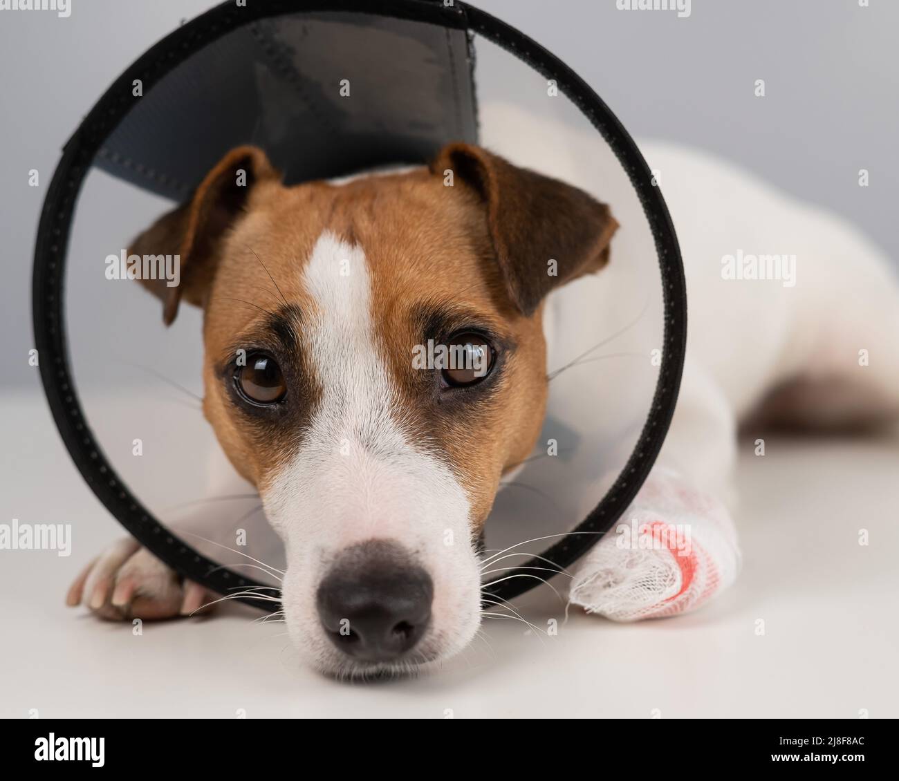 Chien Jack Russell Terrier avec patte à bandage dans un col conique. Banque D'Images