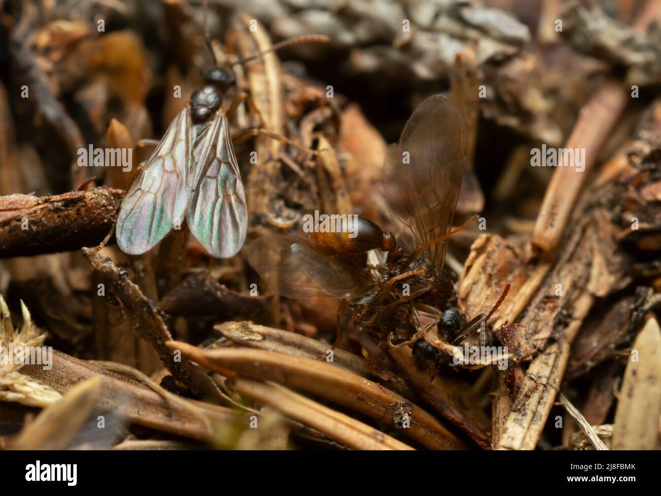 Fourmis myrmica ailés, macro photo Banque D'Images