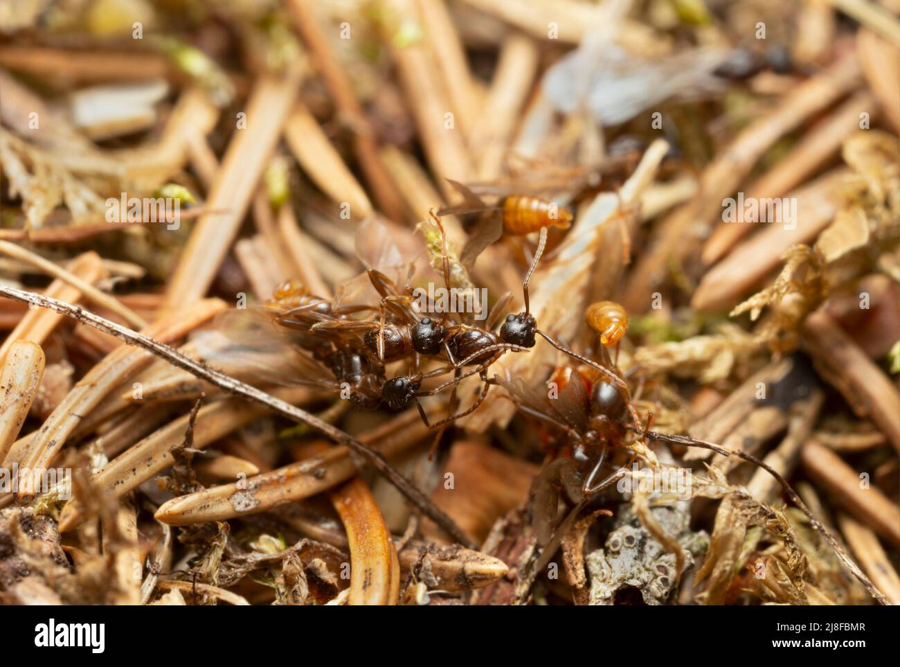 Fourmis myrmica ailés, macro photo Banque D'Images