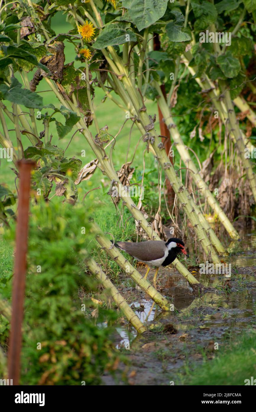 Le lapin à puissance rouge est un lapin asiatique ou un grand pluvier, un wader de la famille des Charadriidae. Comme les autres lapwings ils sont des oiseaux terrestres qui sont dedans Banque D'Images