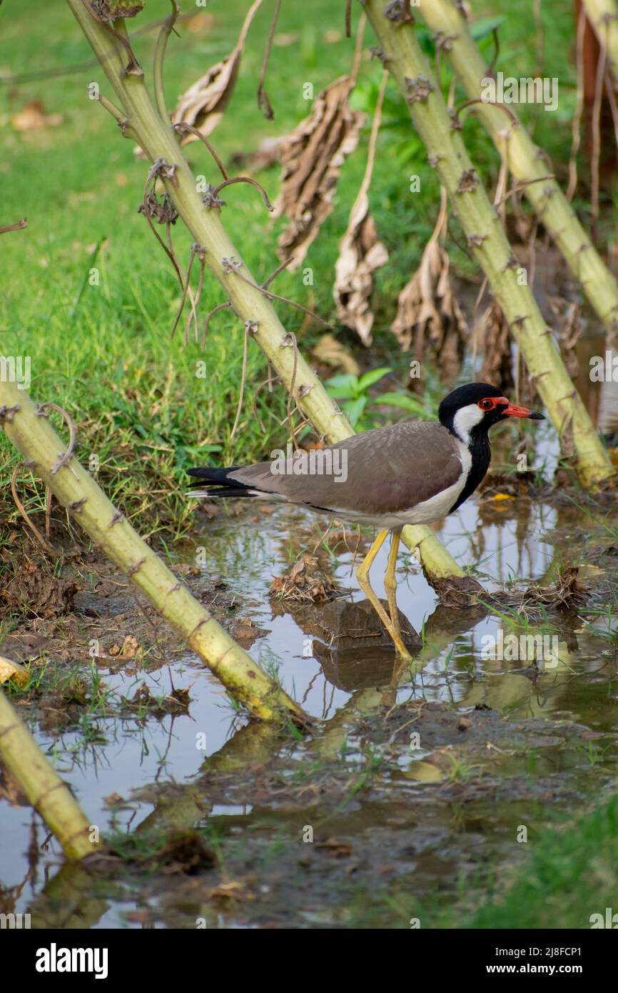 Le lapin à puissance rouge est un lapin asiatique ou un grand pluvier, un wader de la famille des Charadriidae. Comme les autres lapwings ils sont des oiseaux terrestres qui sont dedans Banque D'Images